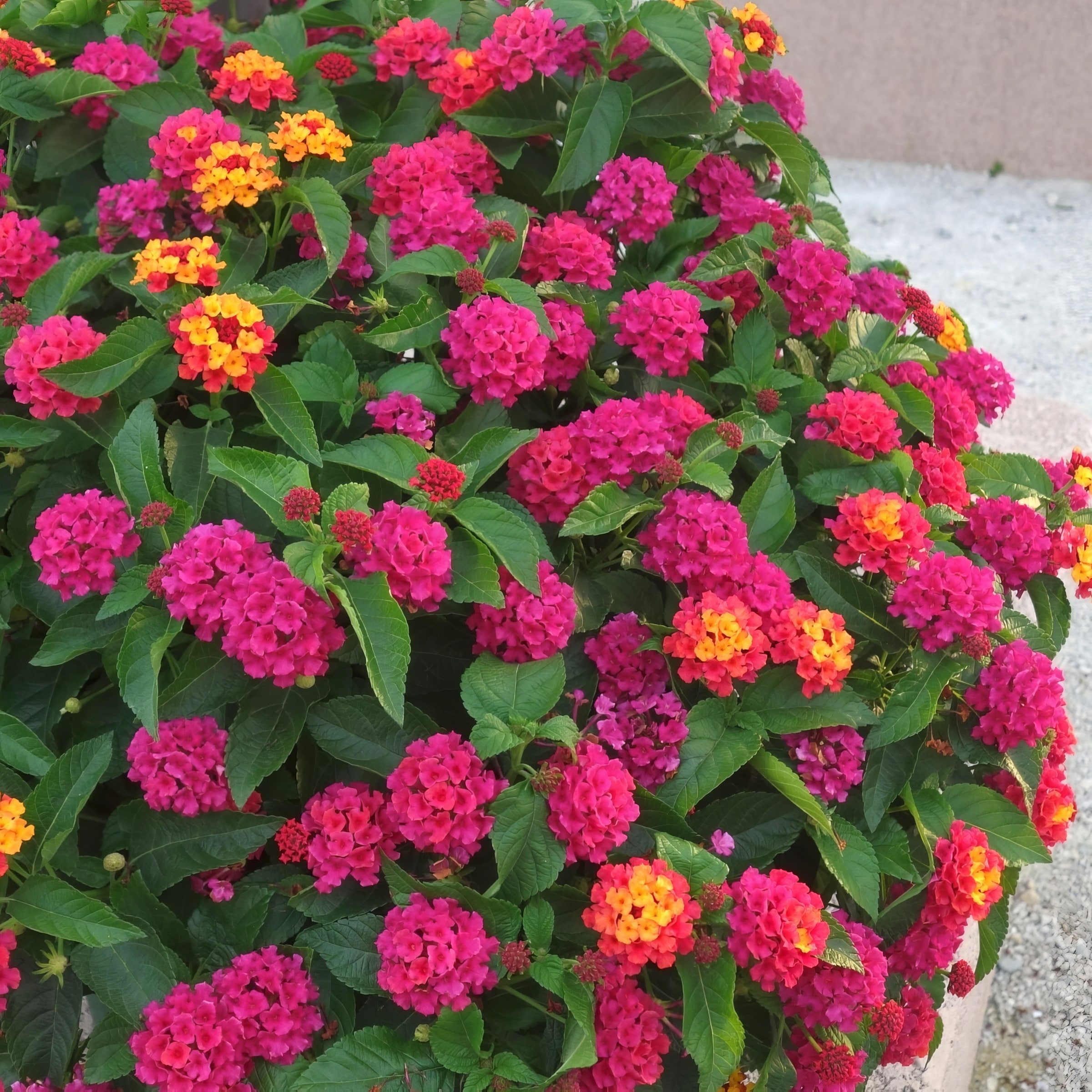 National Plant Network LW1573 annuals - View #2