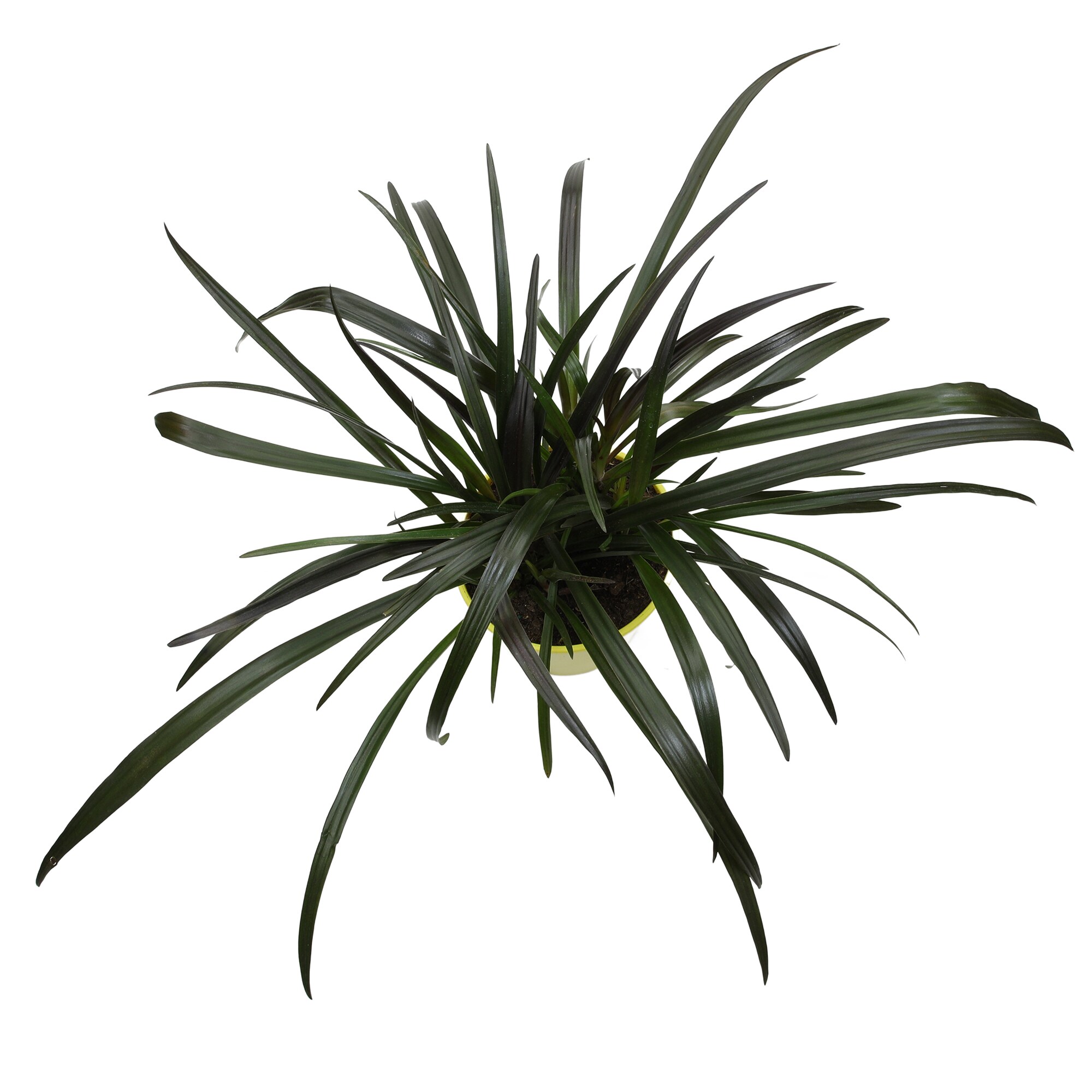 Altman Plants 0873130 perennials - View #7