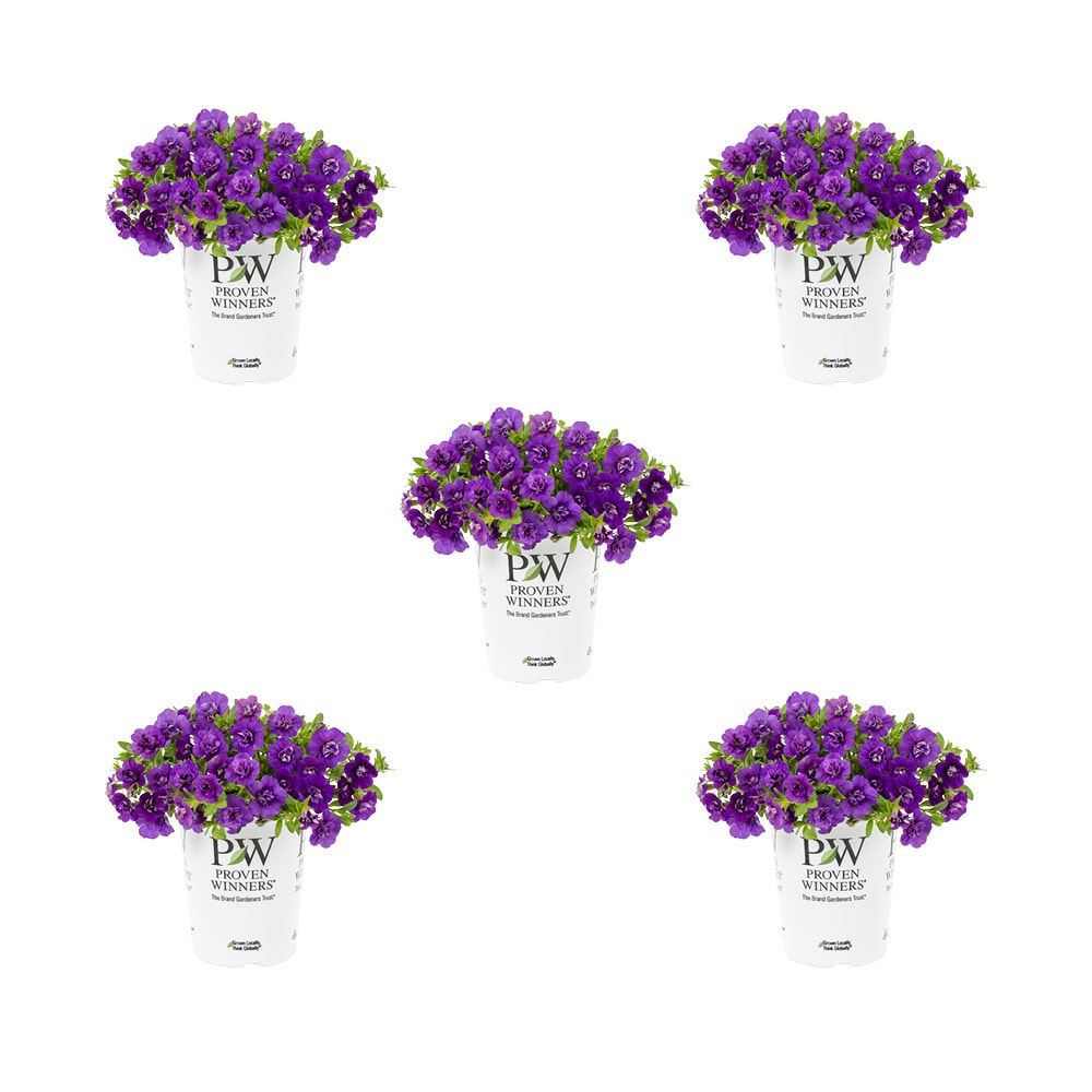 Metrolina Greenhouses Blue Calibrachoa in 1.5-Pint Pot 5-Pack in the ...