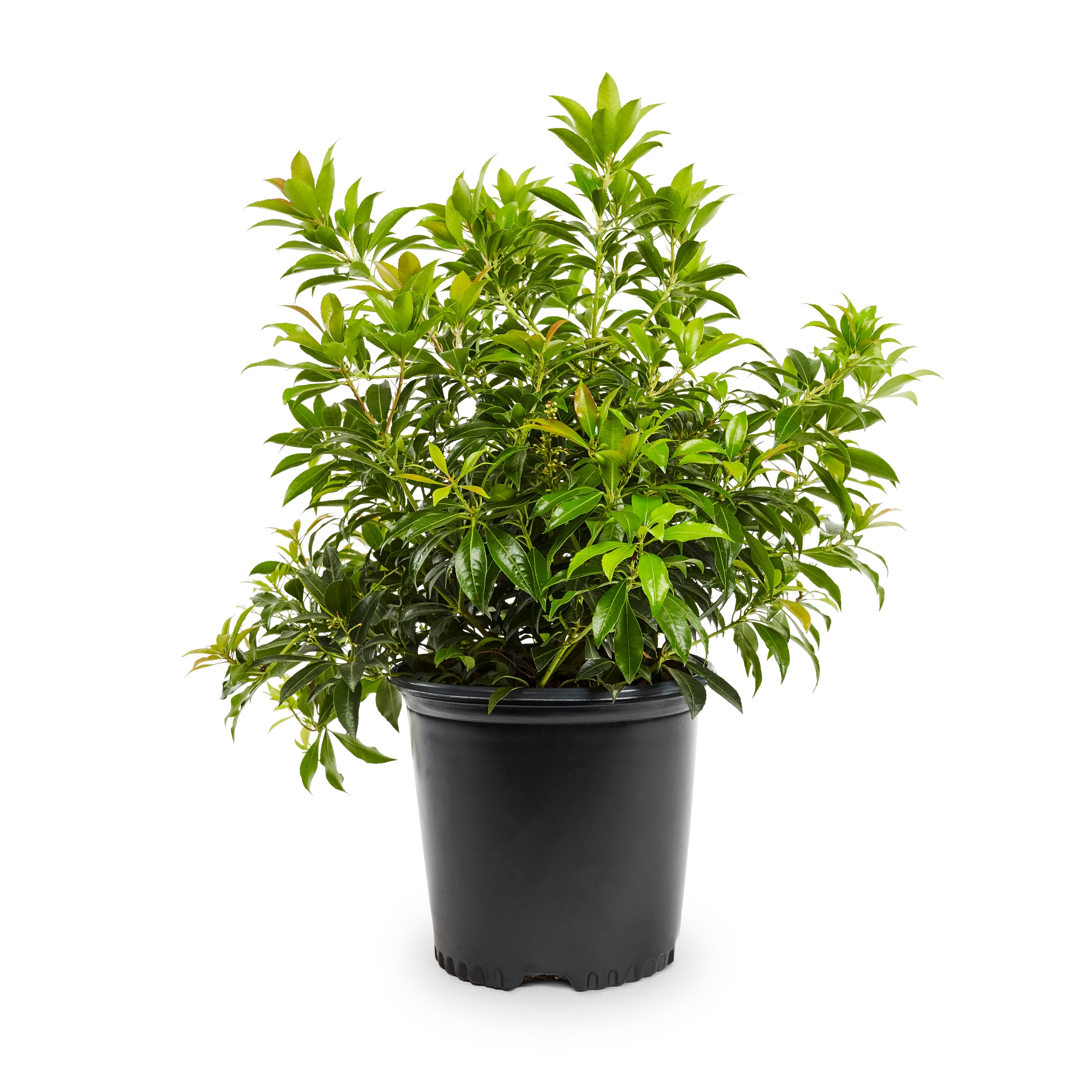 Image of Japonica shrub in pot