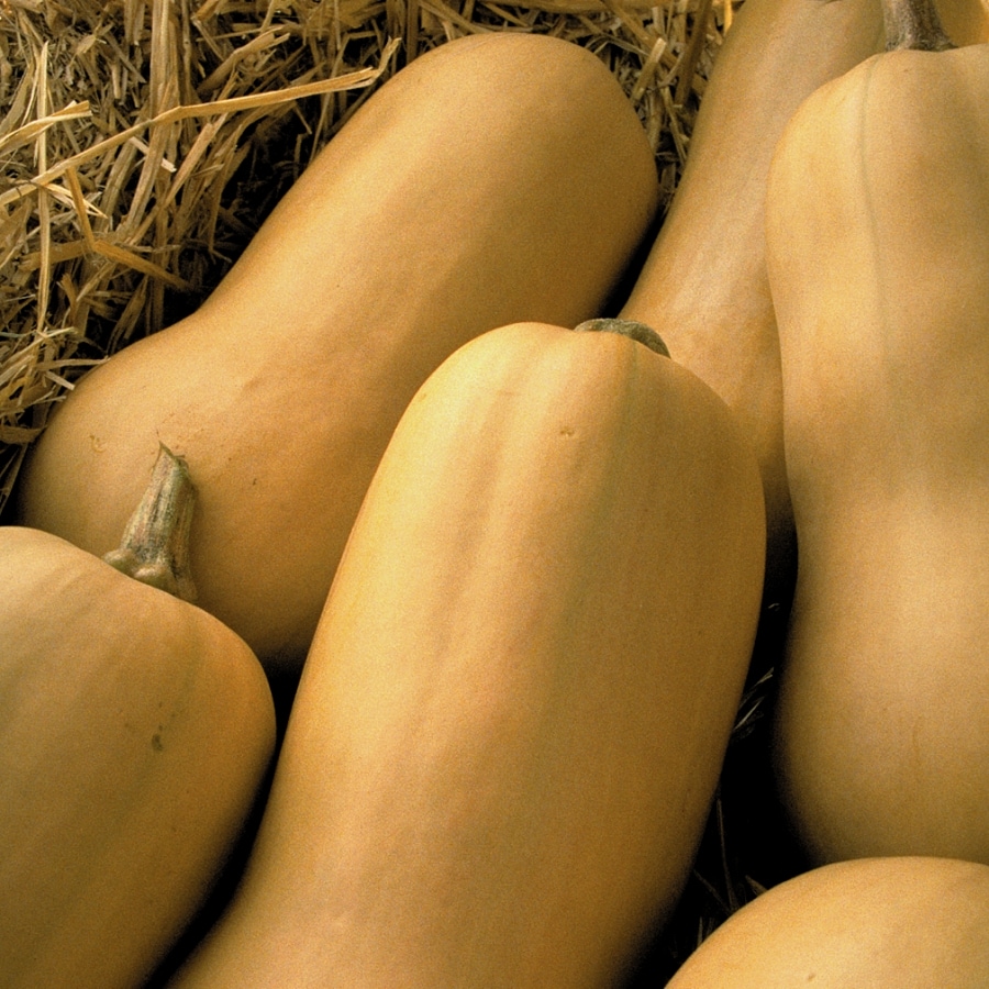 Seeds of Change 01069 Organic Butternut squash Seeds