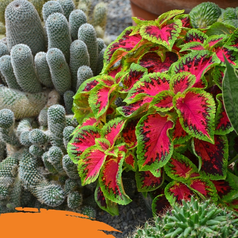  137 Garden-Soil-Soil-Amendments - View #11