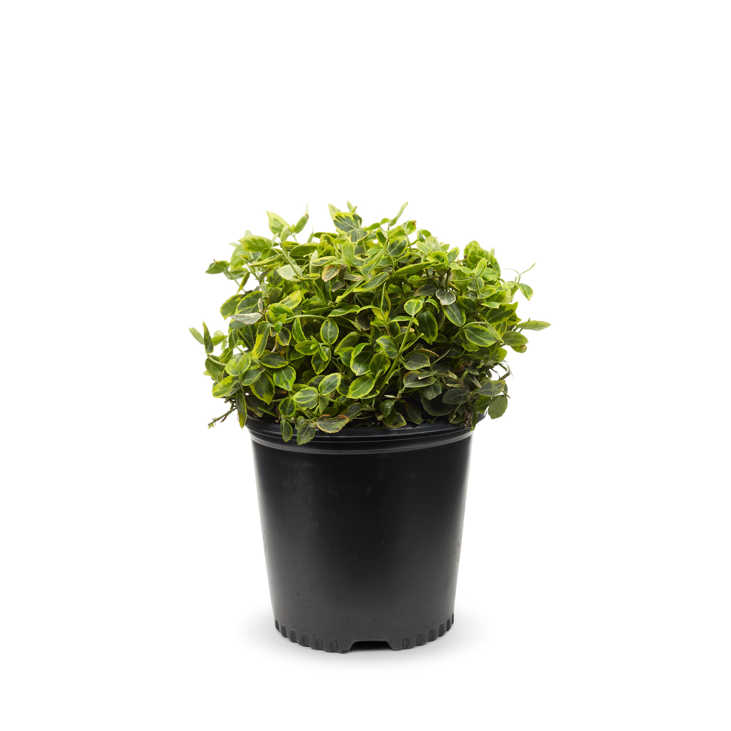  O232503 2.25 Gal. Euonymus Emerald and Gold Accent Shrub in 2.25 -Gallon Pot 1 -Pack