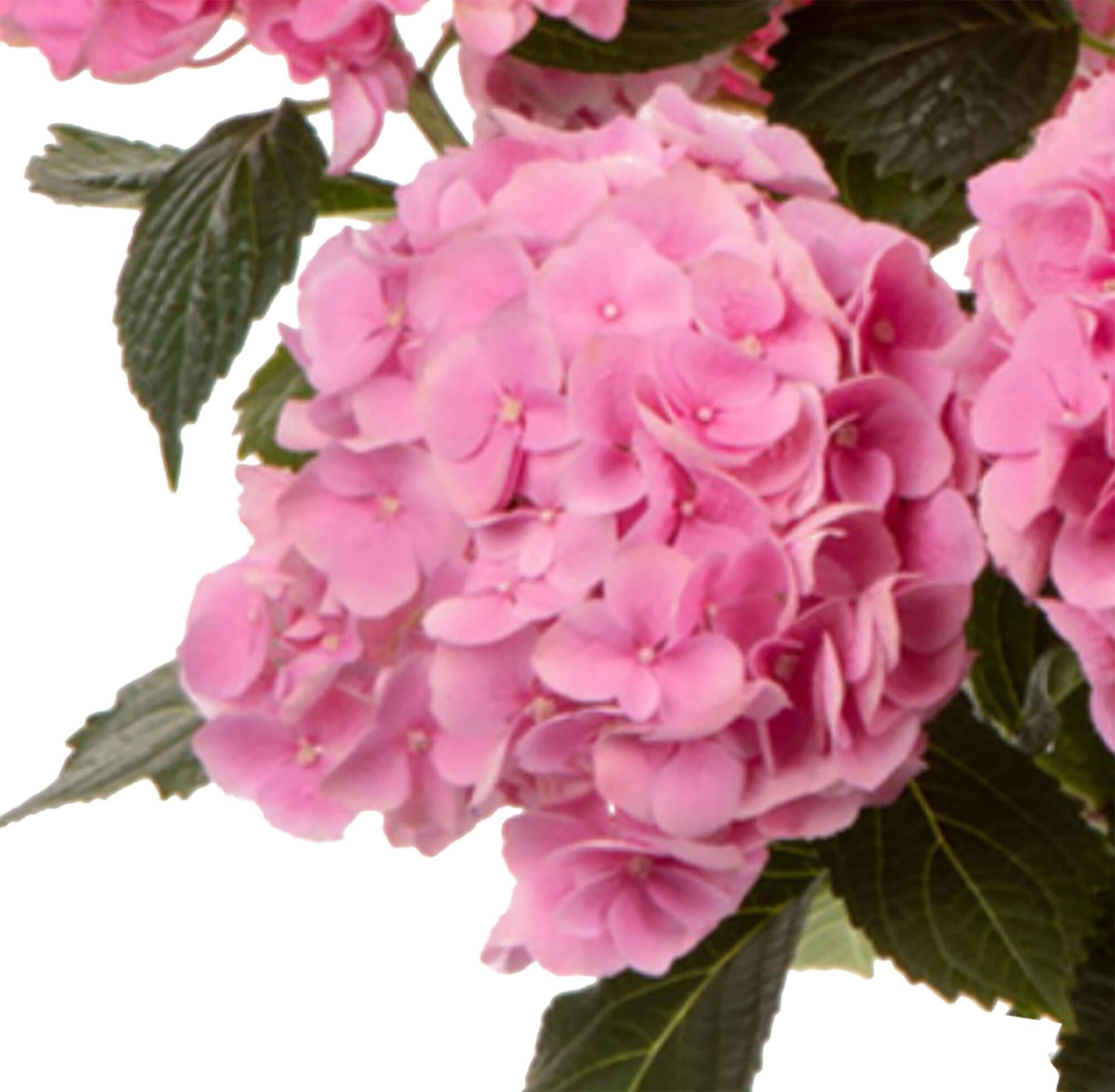  3073 shrubs - View #5