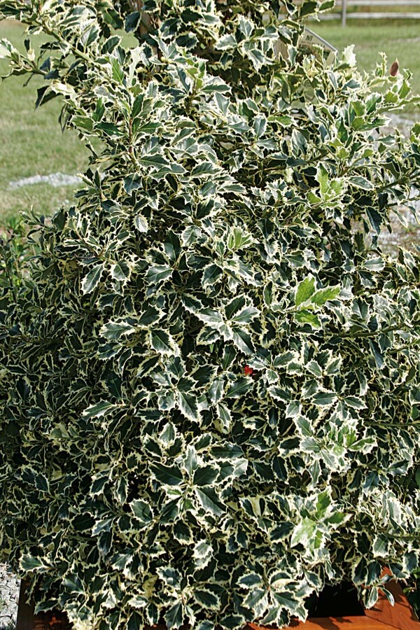  NURSERY White Variegated English Holly Foundation/Hedge Shrub in 3-Gallon (s) Pot