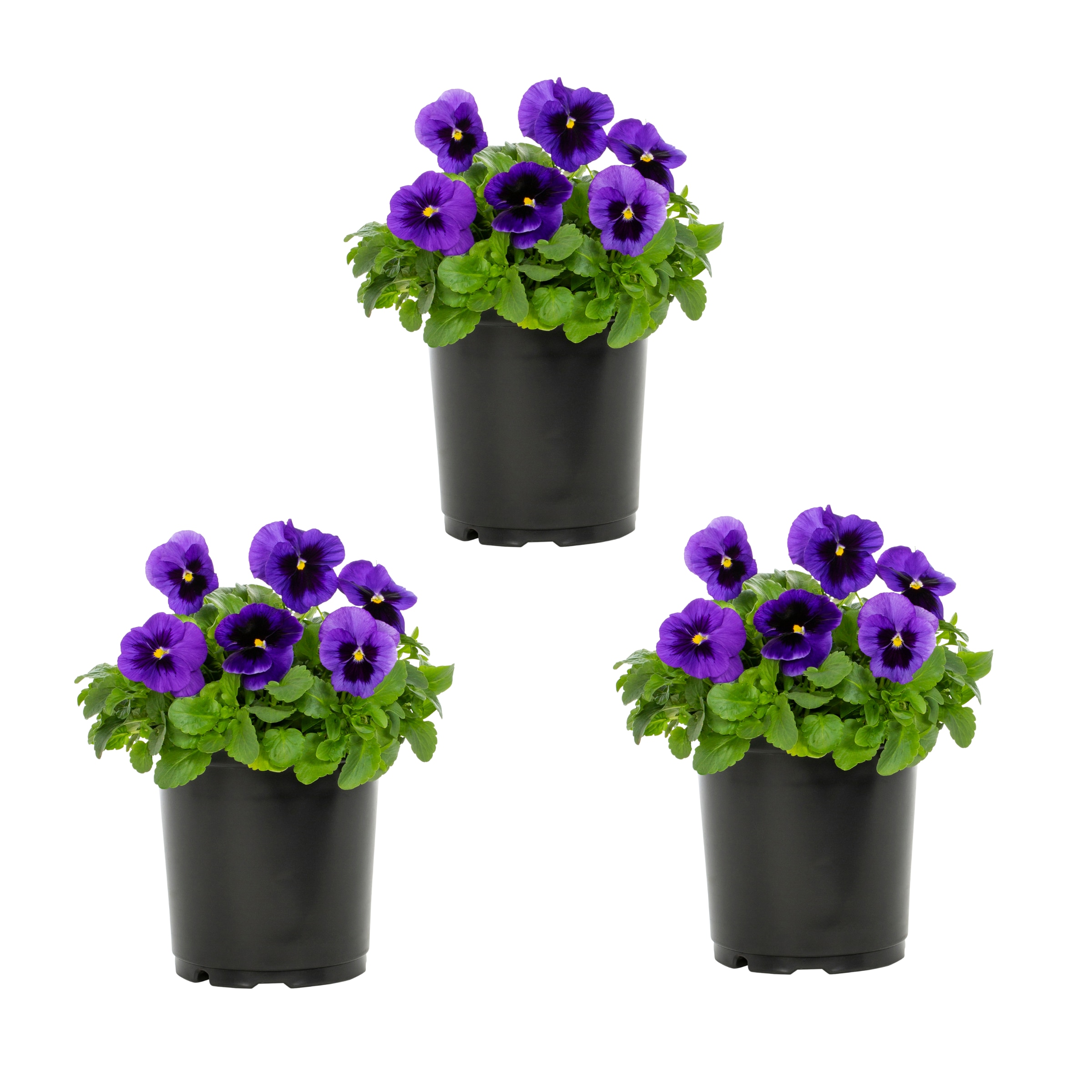 Lowe's Multicolor Pansy in 2.5-Quart Pot in the Annuals department