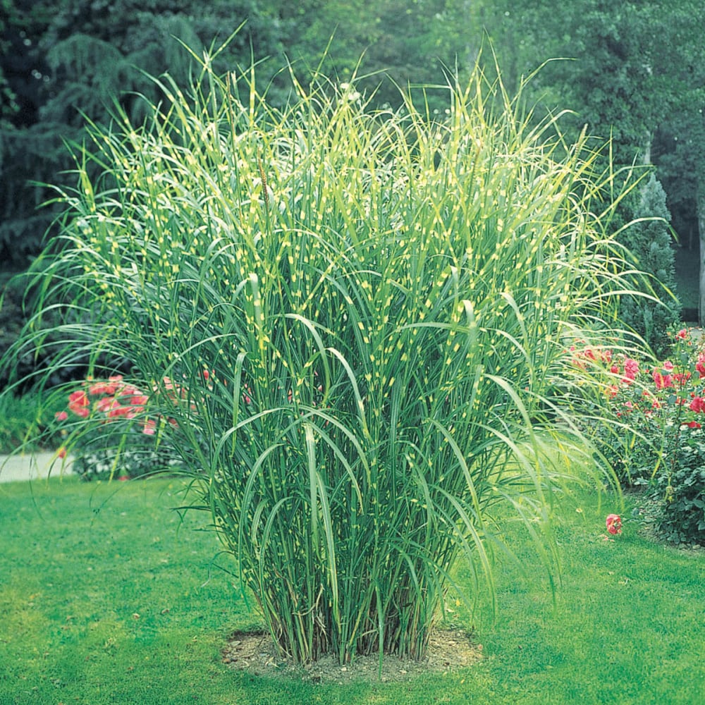 Breck's 68030 Ornamental-Grasses - View #3