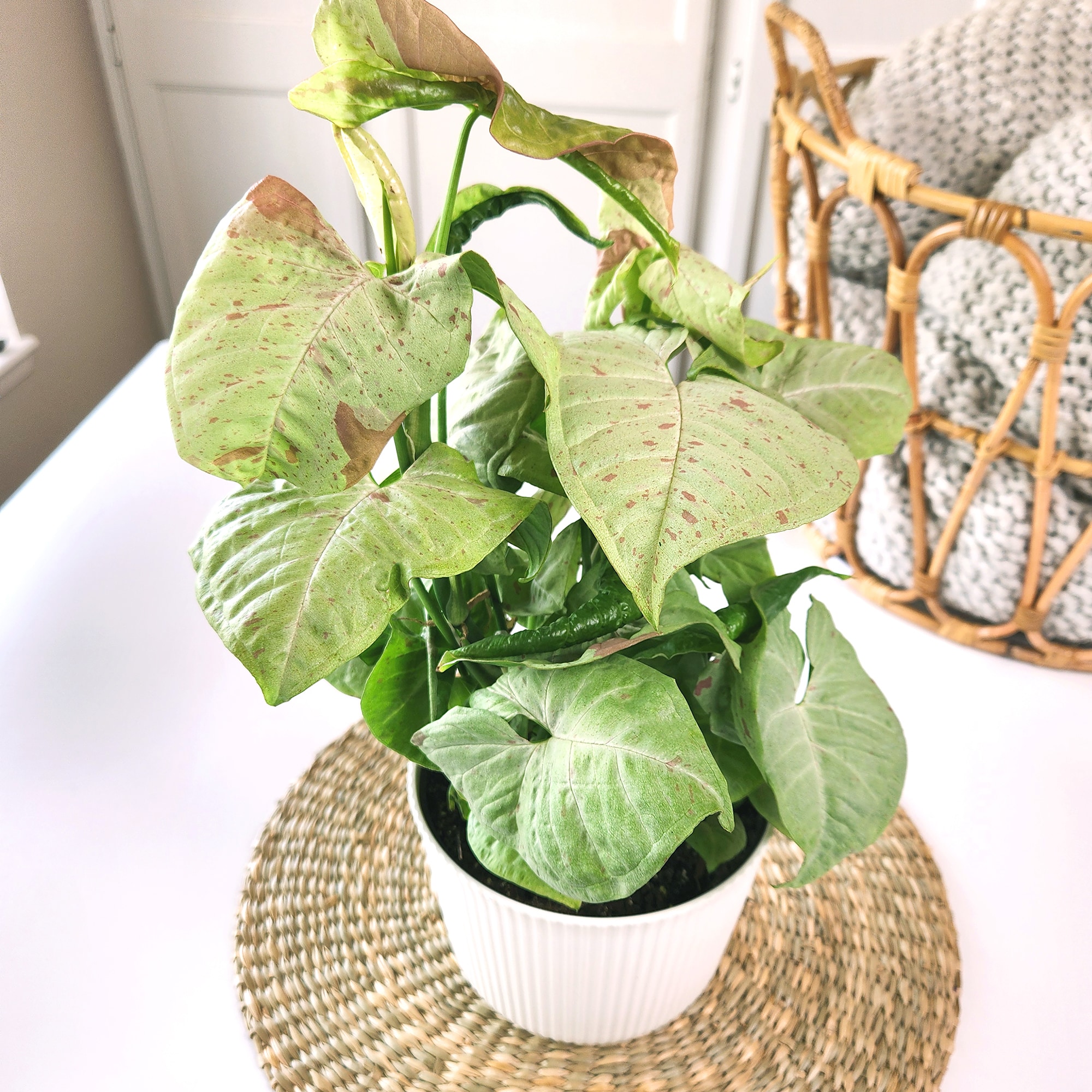 Altman Plants 0873385 hseplants - View #3
