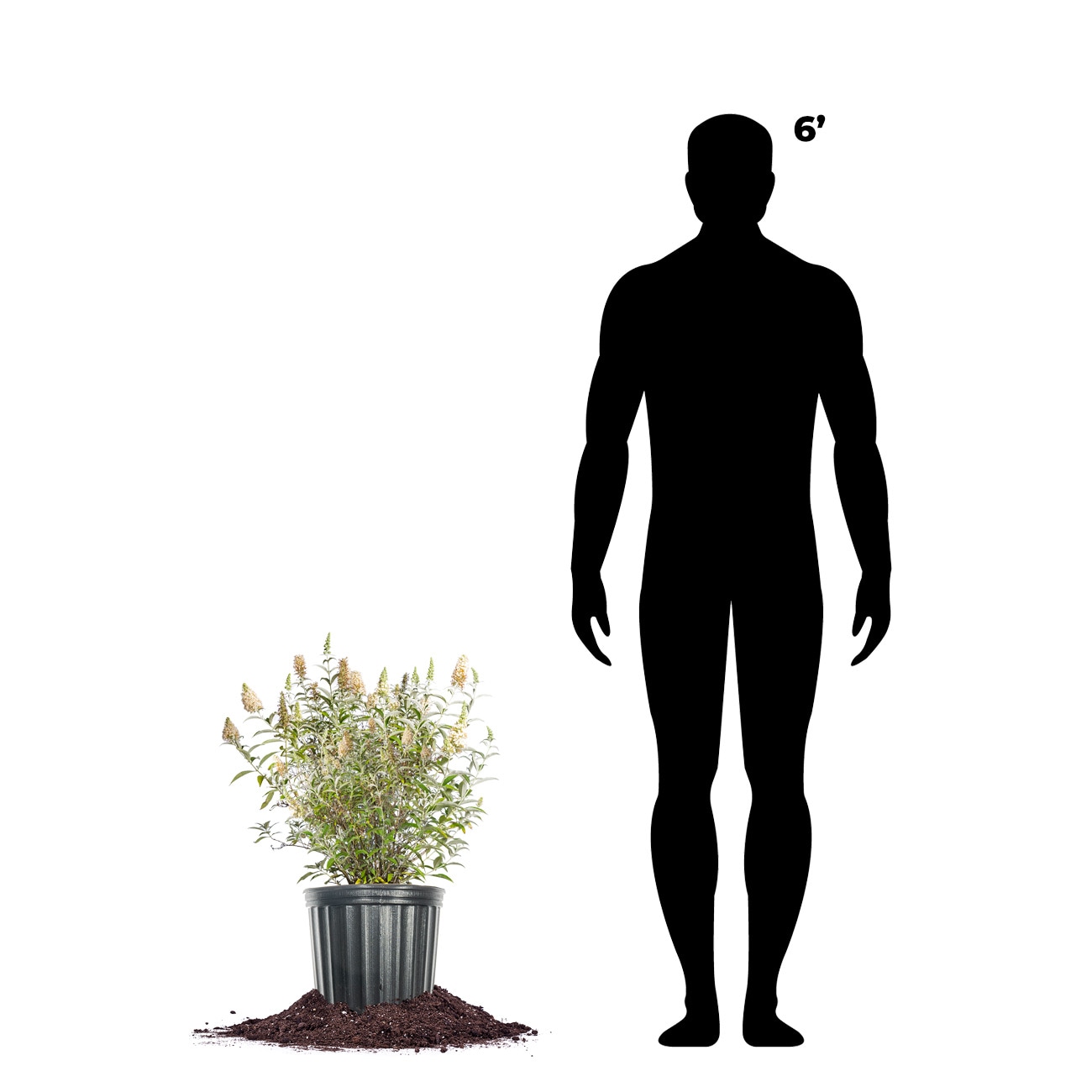 Perfect Plants LOWITPRFSNBTRFYBSH3G shrubs - View #4