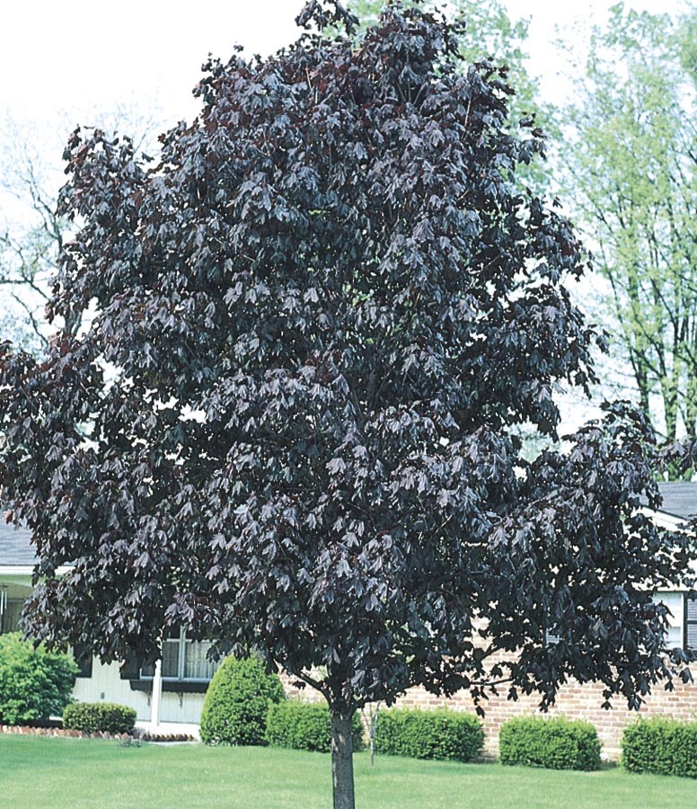  NURSERY 19.78-Gallon Yellow Shade Tree Royal Red Norway Maple In Pot (With Soil)