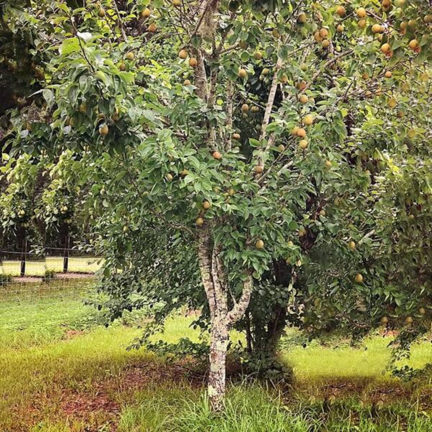 Southern Living PEABAR05GSL trees - View #4