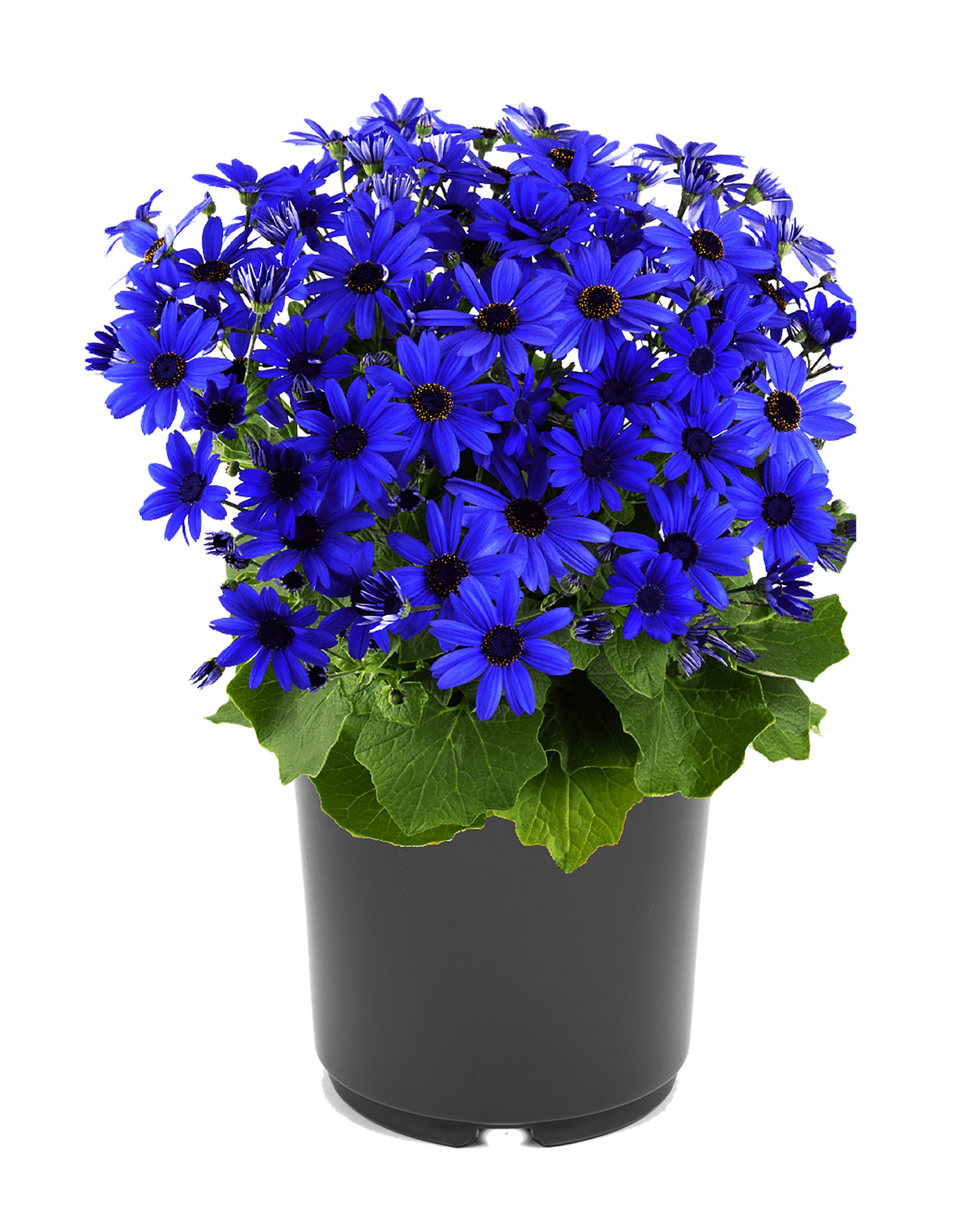 2.5 Quart(s) Blue Pericallis 'Senetti Blue' 1 -Pack in the Annuals ...
