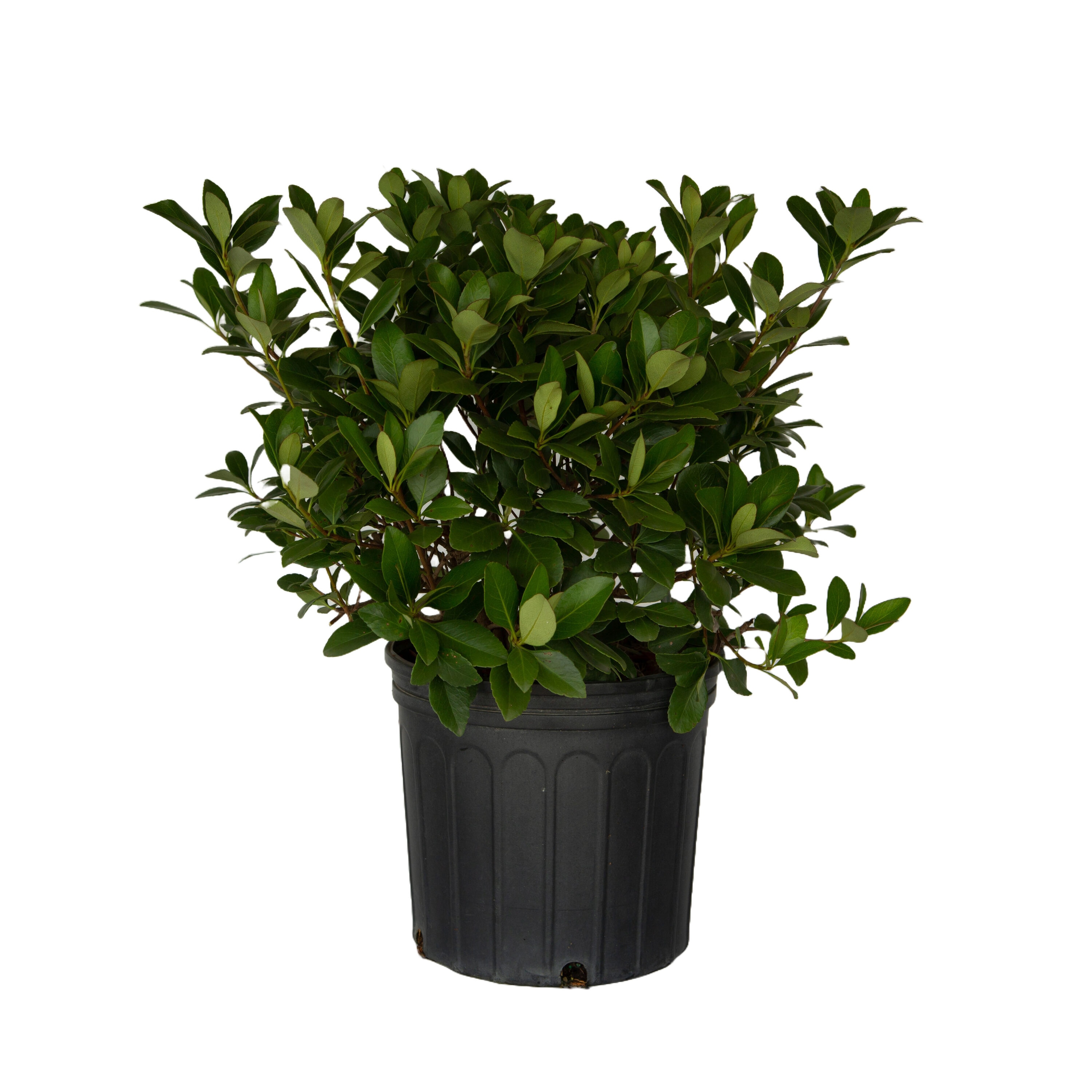 Flowerwood 51723FL-1 Snow White Indian Hawthorn Foundation/Hedge Shrub in 2.5 -Gallon Pot 1 -Pack with White Blooms