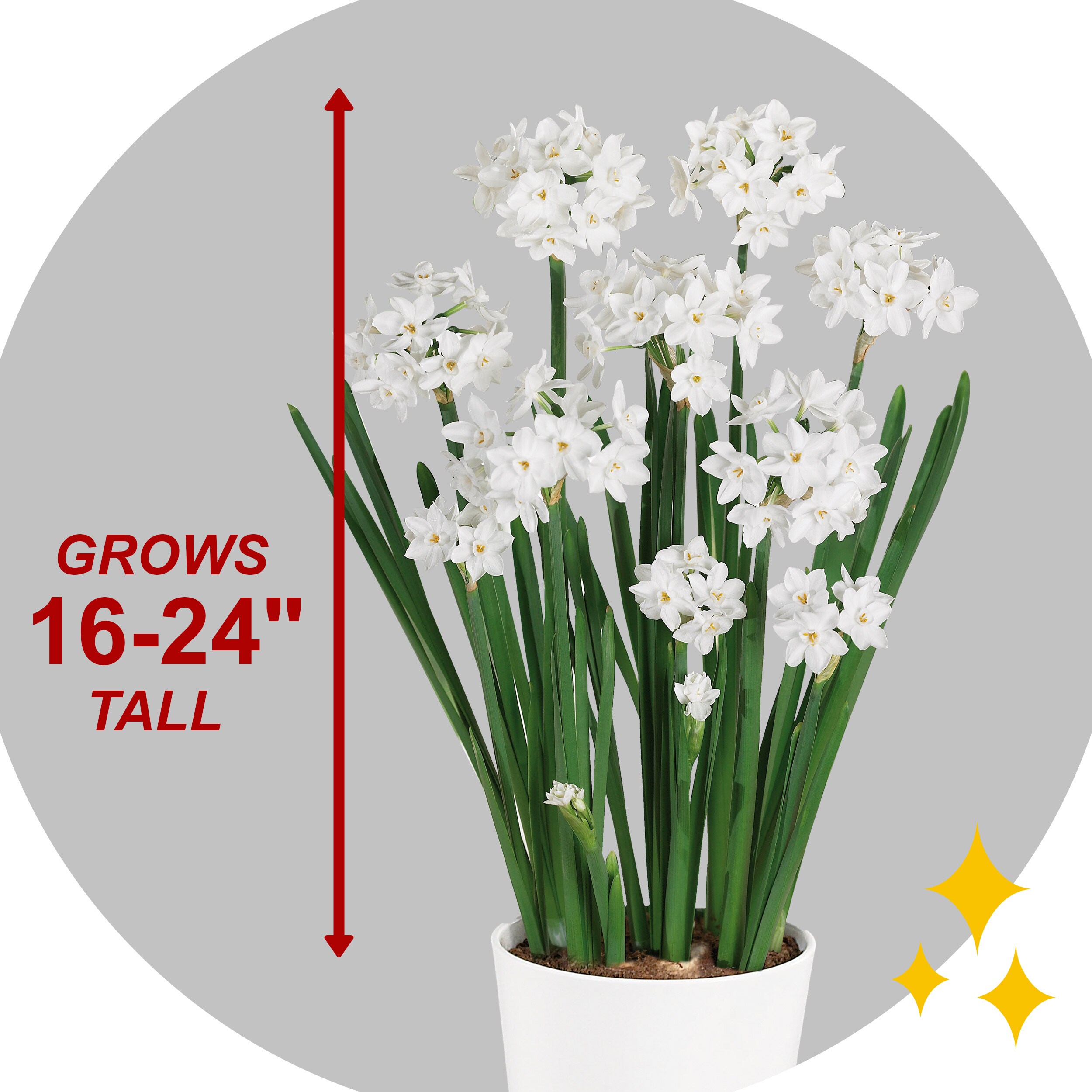 Garden State Bulb ECH-20-60-20 Plant-Bulbs - View #5