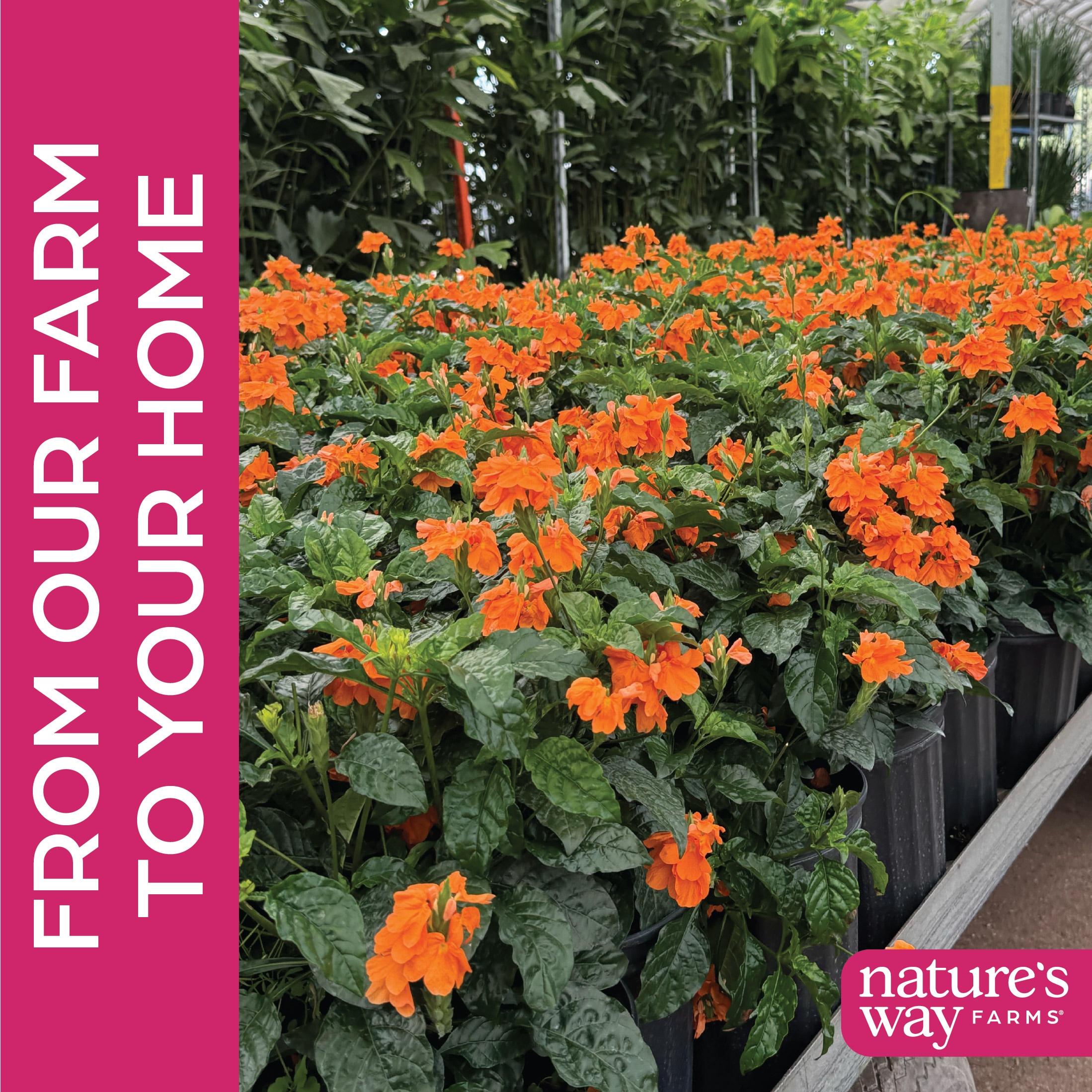 Nature's Way Farms 2661 perennials - View #4
