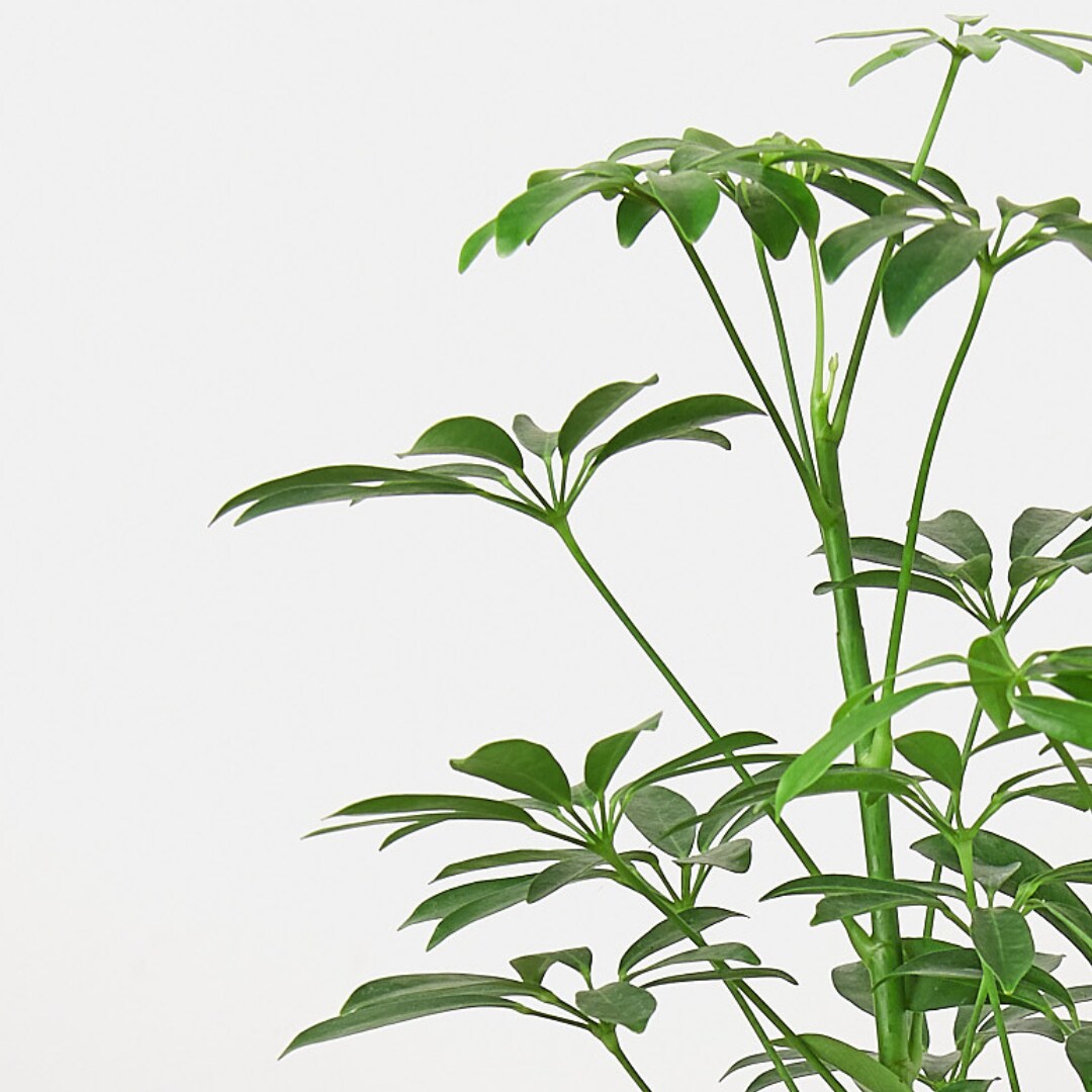 House Plant Shop SCHEFFLERAVARIEGATED hseplants - View #4