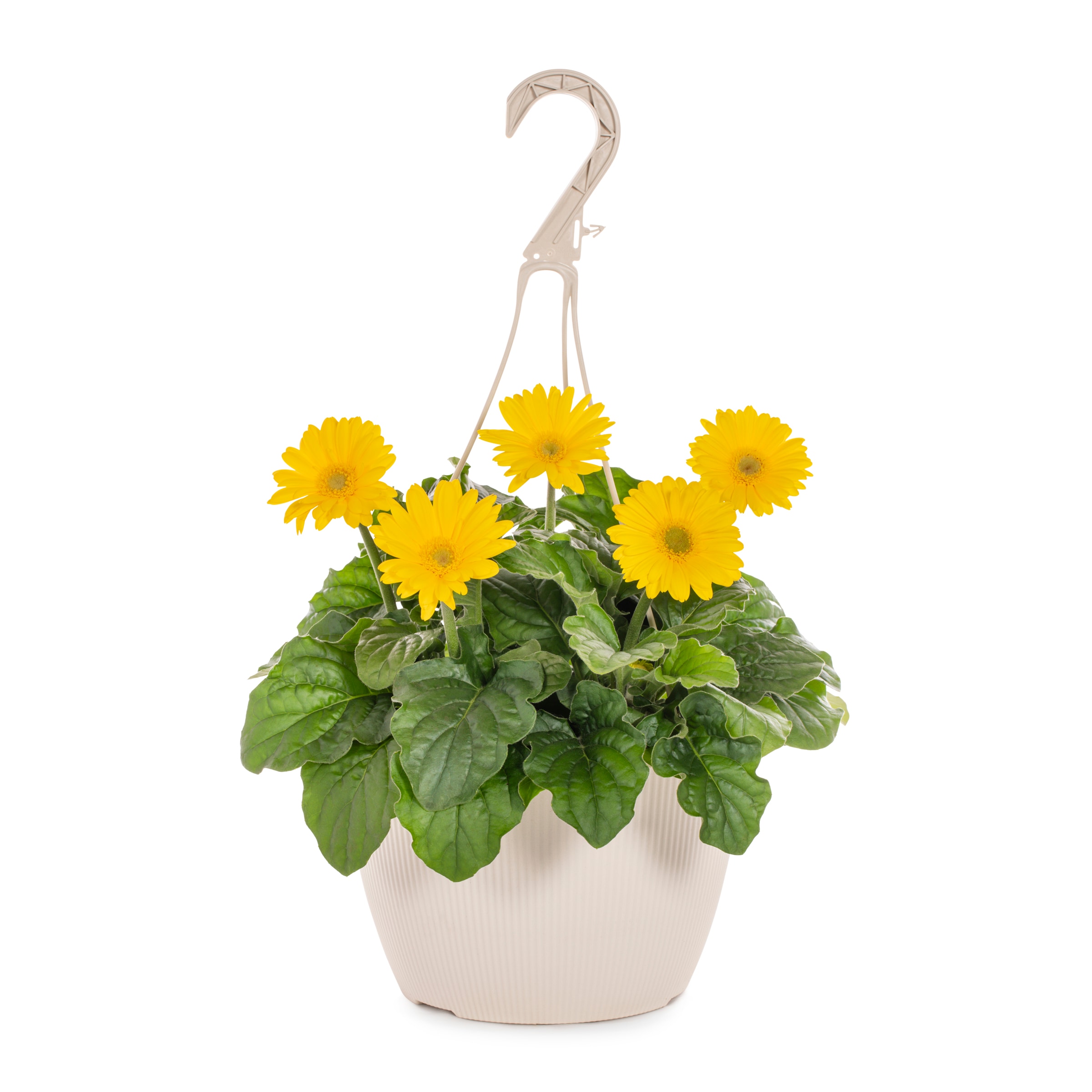 Metrolina Greenhouses 4723 Yellow Gerbera daisy in 1.5 Gallon(s) Hanging basket 1 -Pack