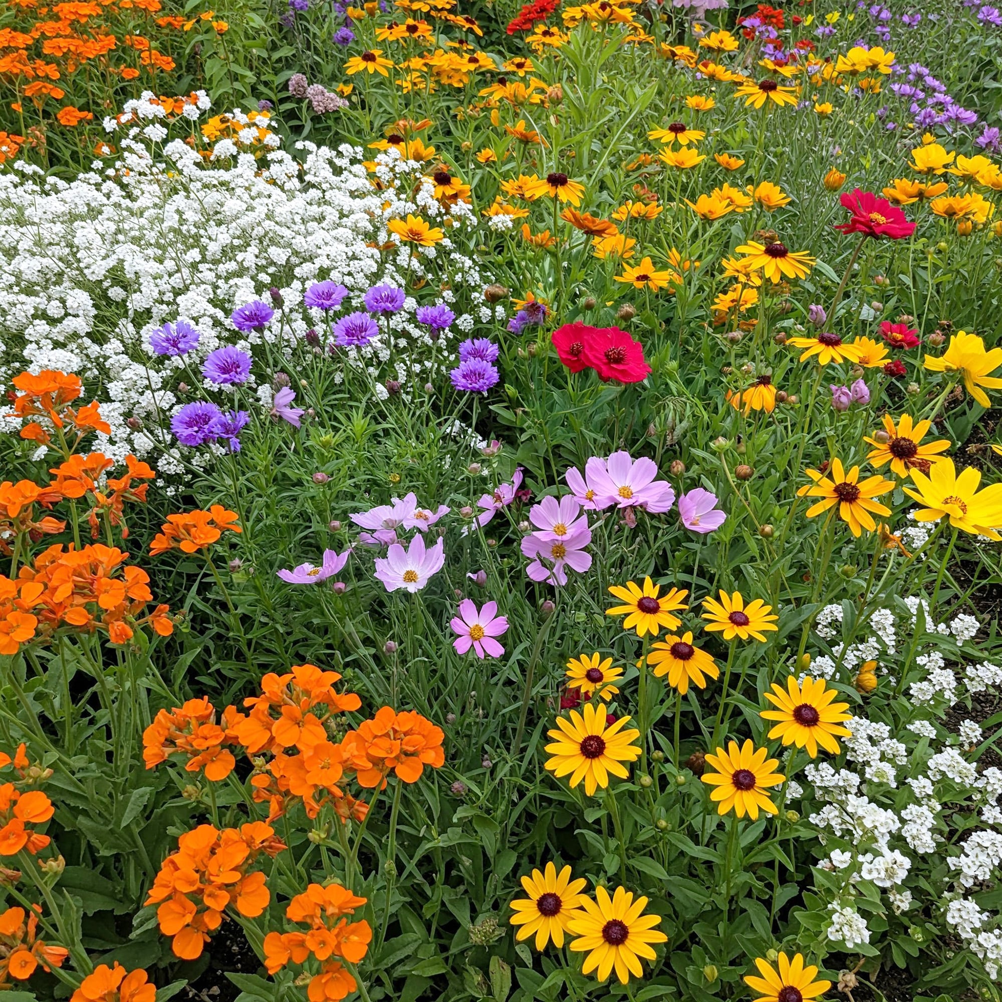 Ferry-Morse - Gulf Coast-Caribbean Mix Bulk Wildflower Seeds 1lb