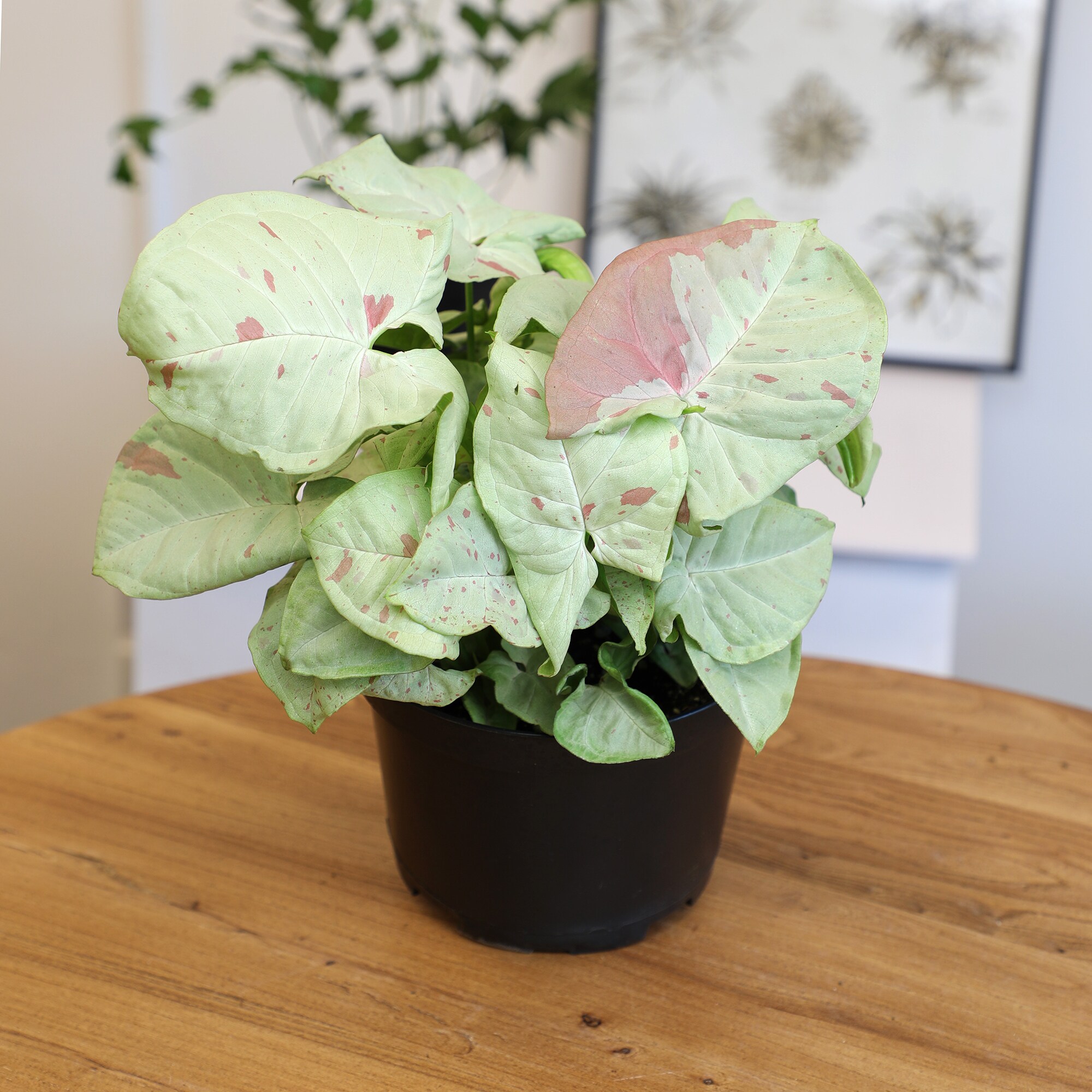 Altman Plants 0881596 hseplants - View #2