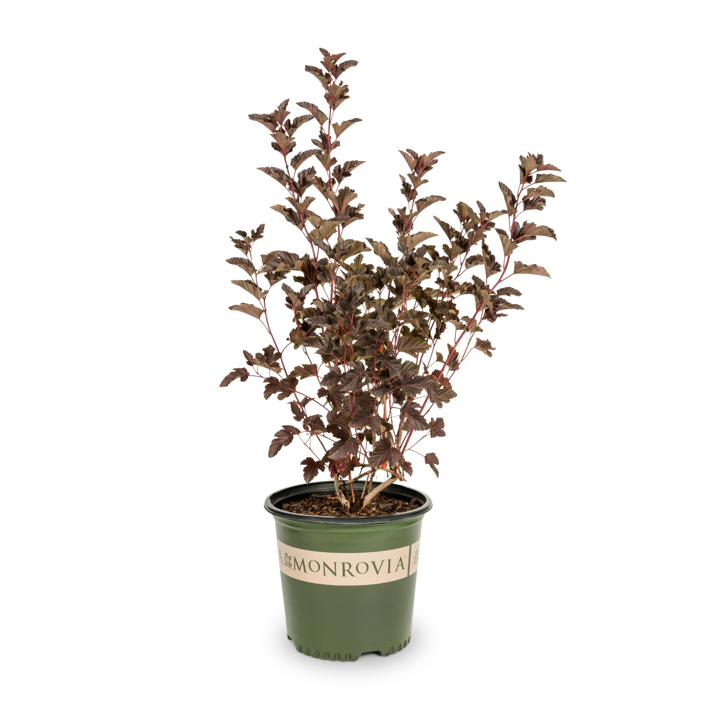 Monrovia Pink Petite Plum Ninebark Foundation/Hedge Shrub in 1.73 ...