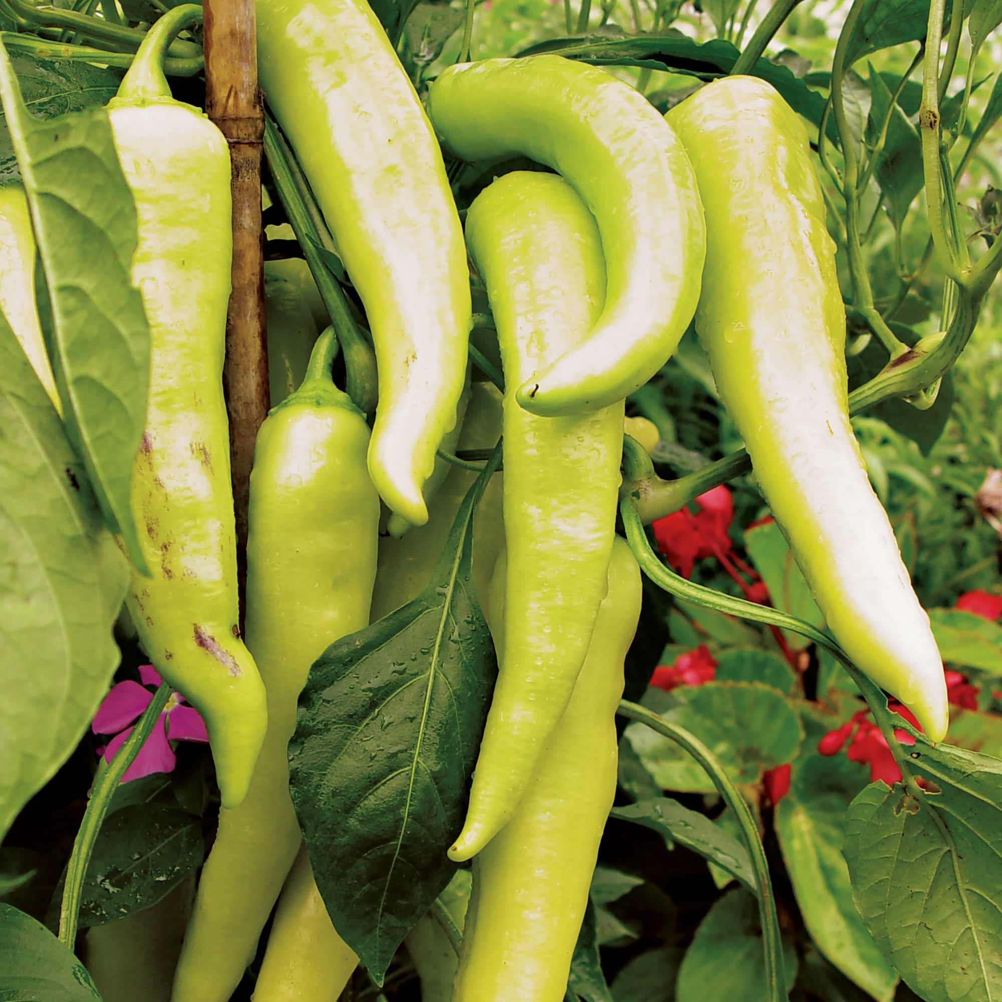 Altman Plants 0873051 Vegetable-Plants - View #3