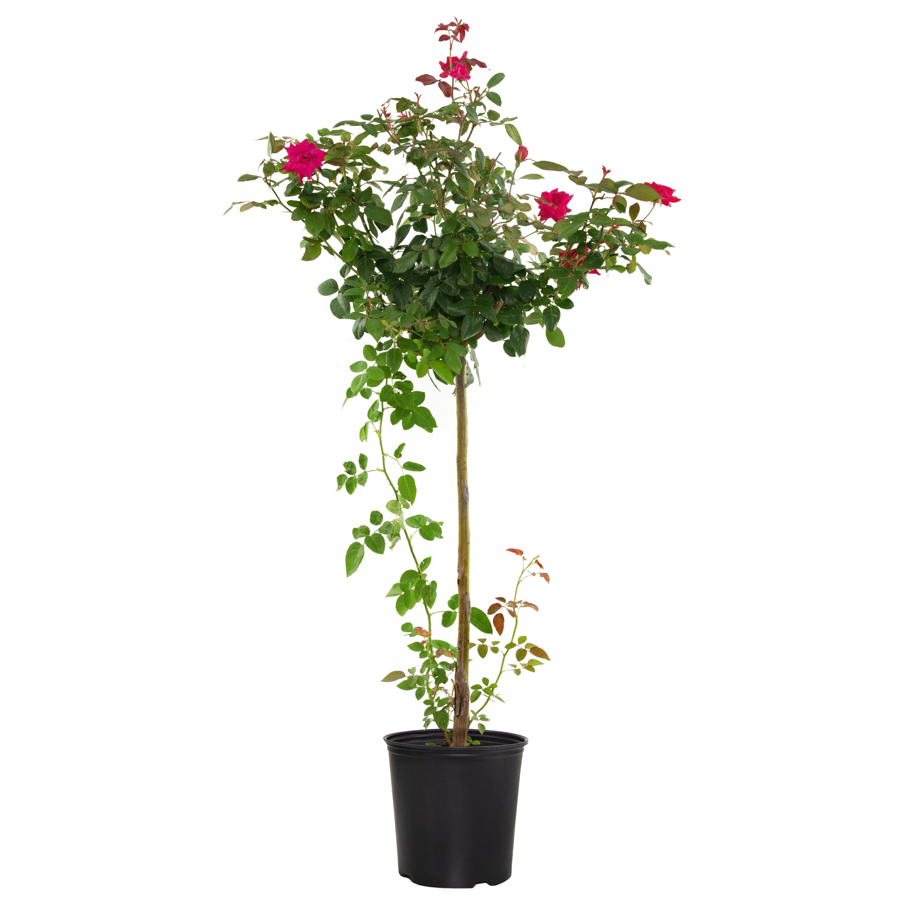National Plant Network LW1276 Red Knock Out Red Rose Tree 2 -Gallon Pot