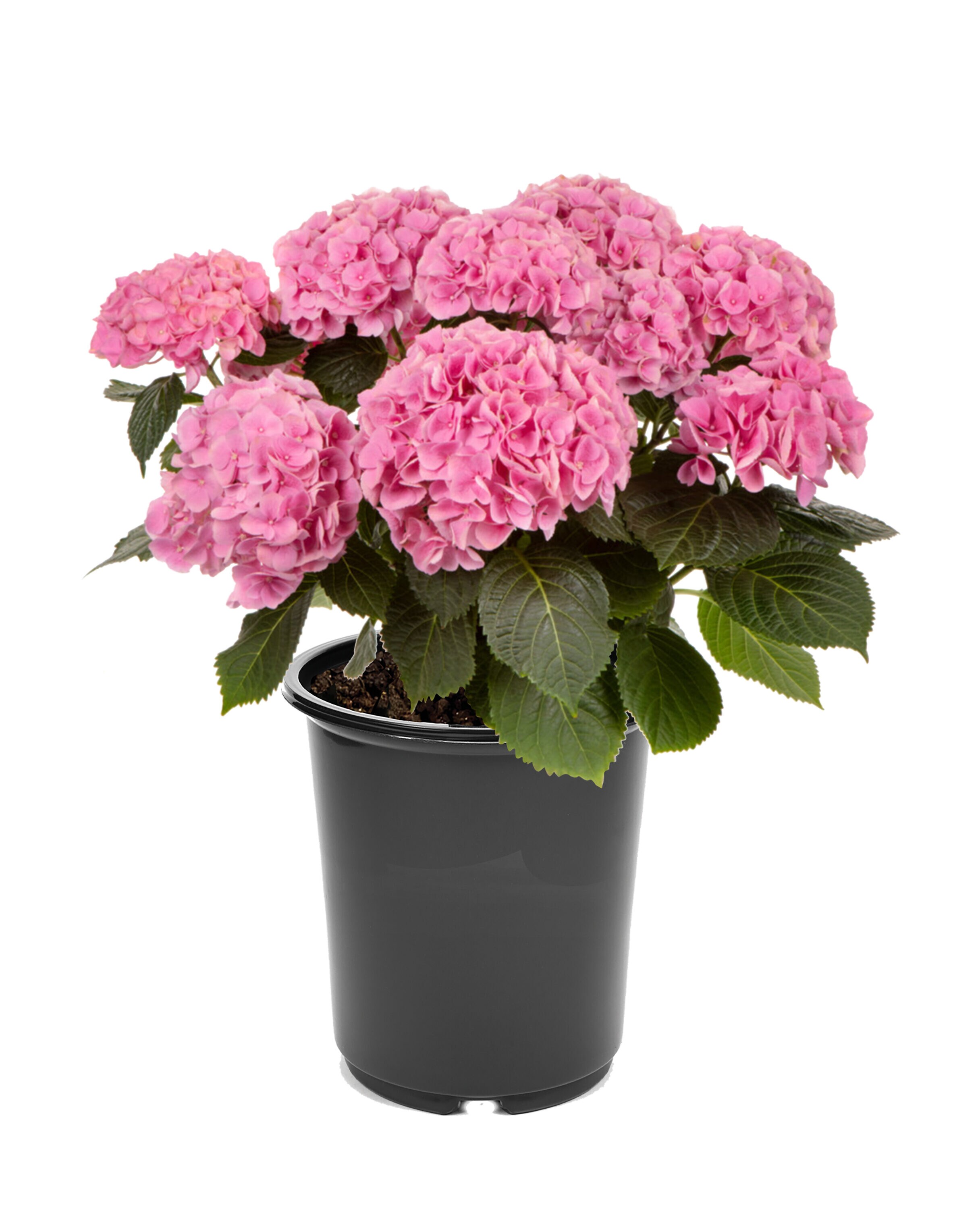  3073 shrubs - View #2