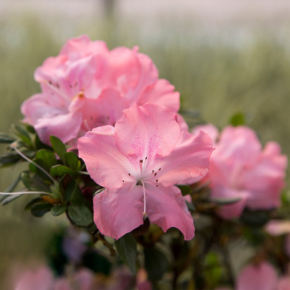 Brighter Blooms 15124 shrubs - View #3