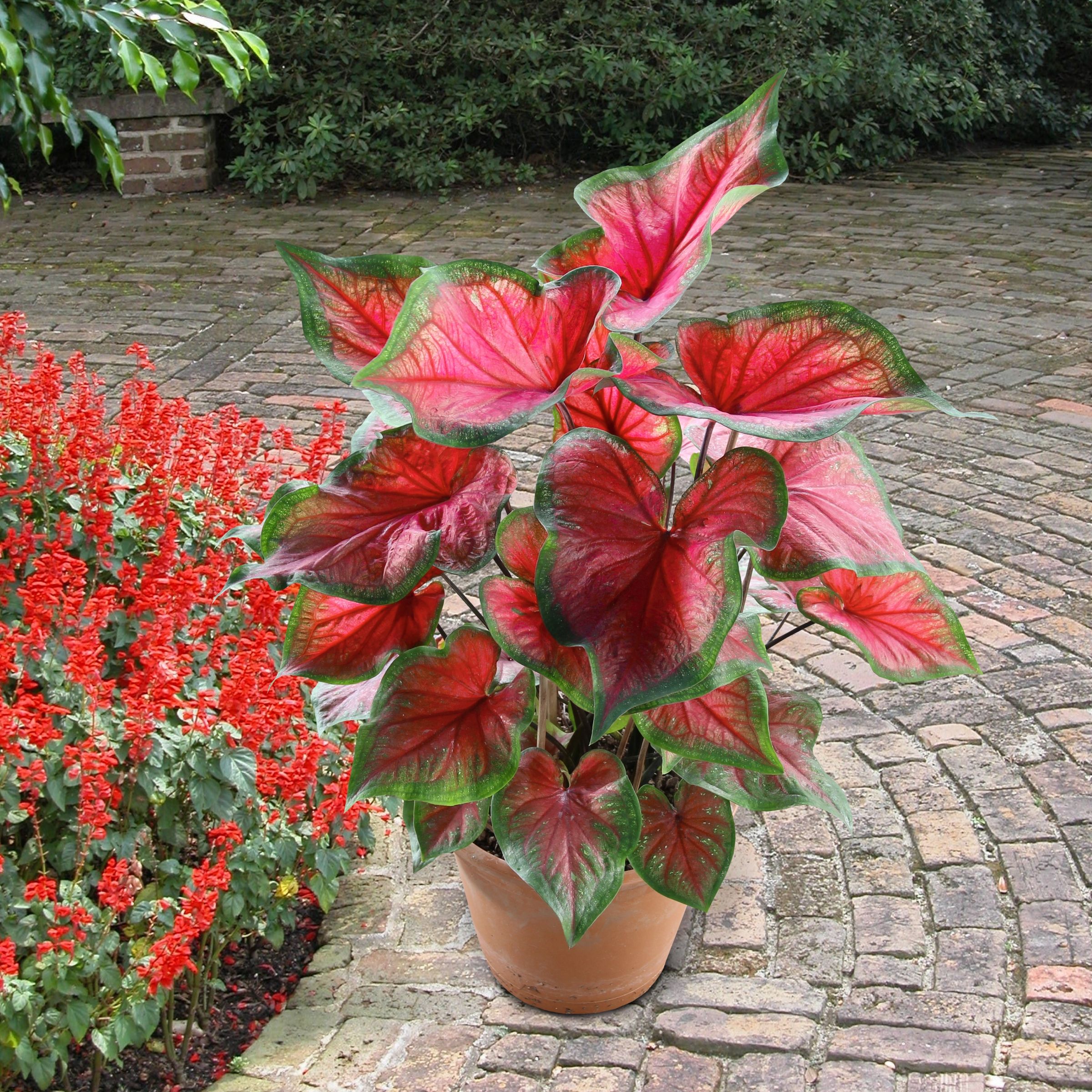 National Plant Network LW1156 perennials - View #4