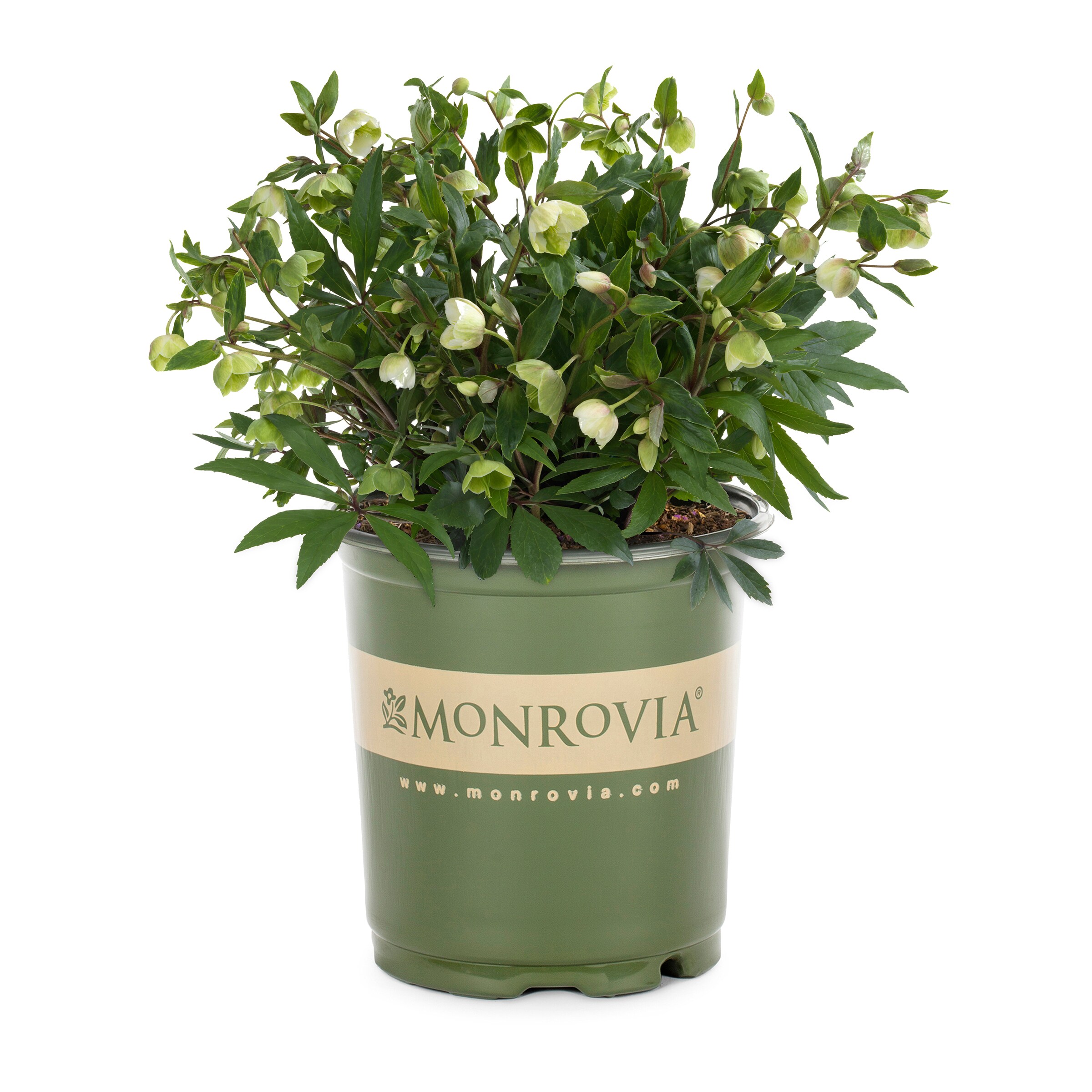 Lowe's NURSERY White Hellebore Winterbells Plant in 2.5-Quart Pot