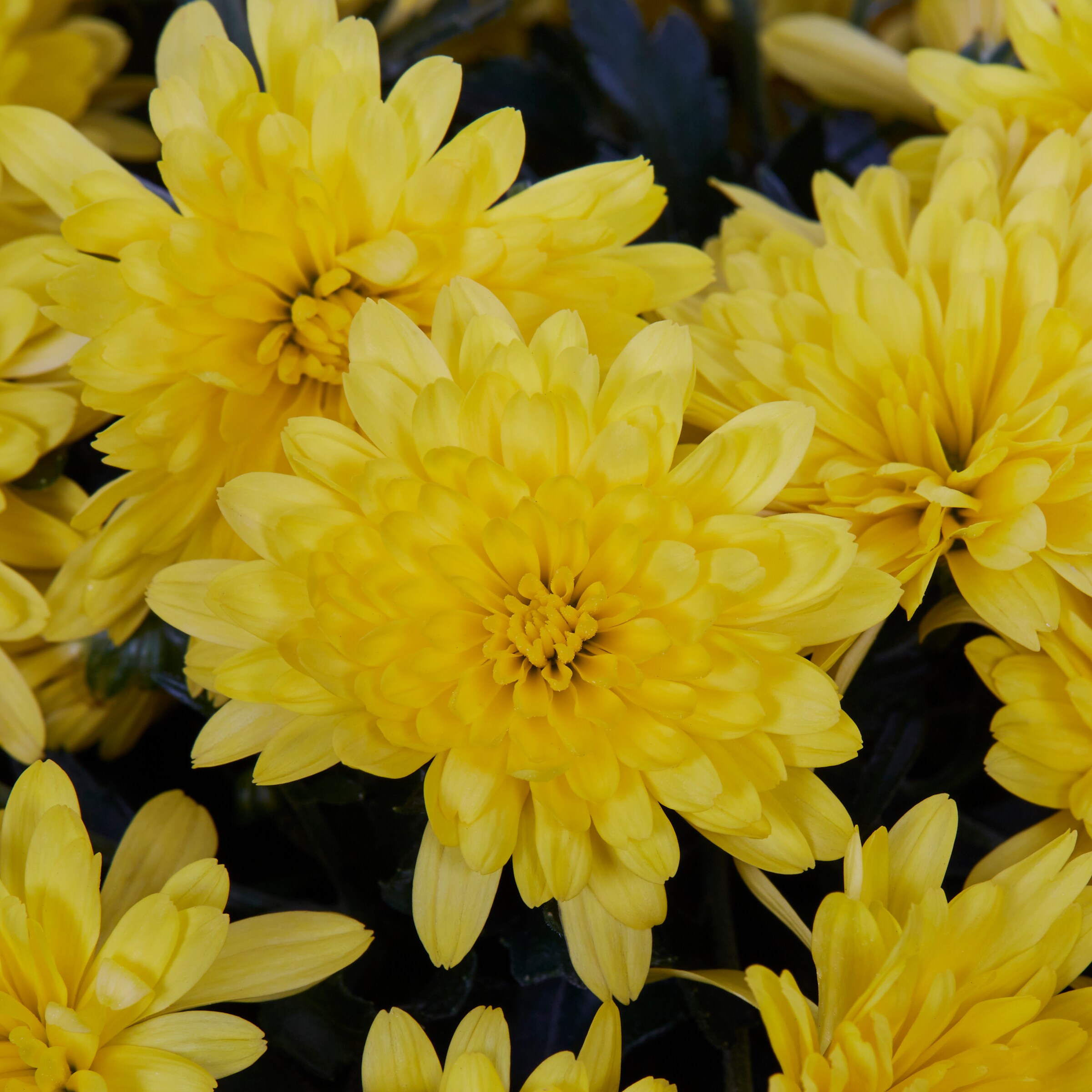 Lowe's NURSERY annuals - View #2