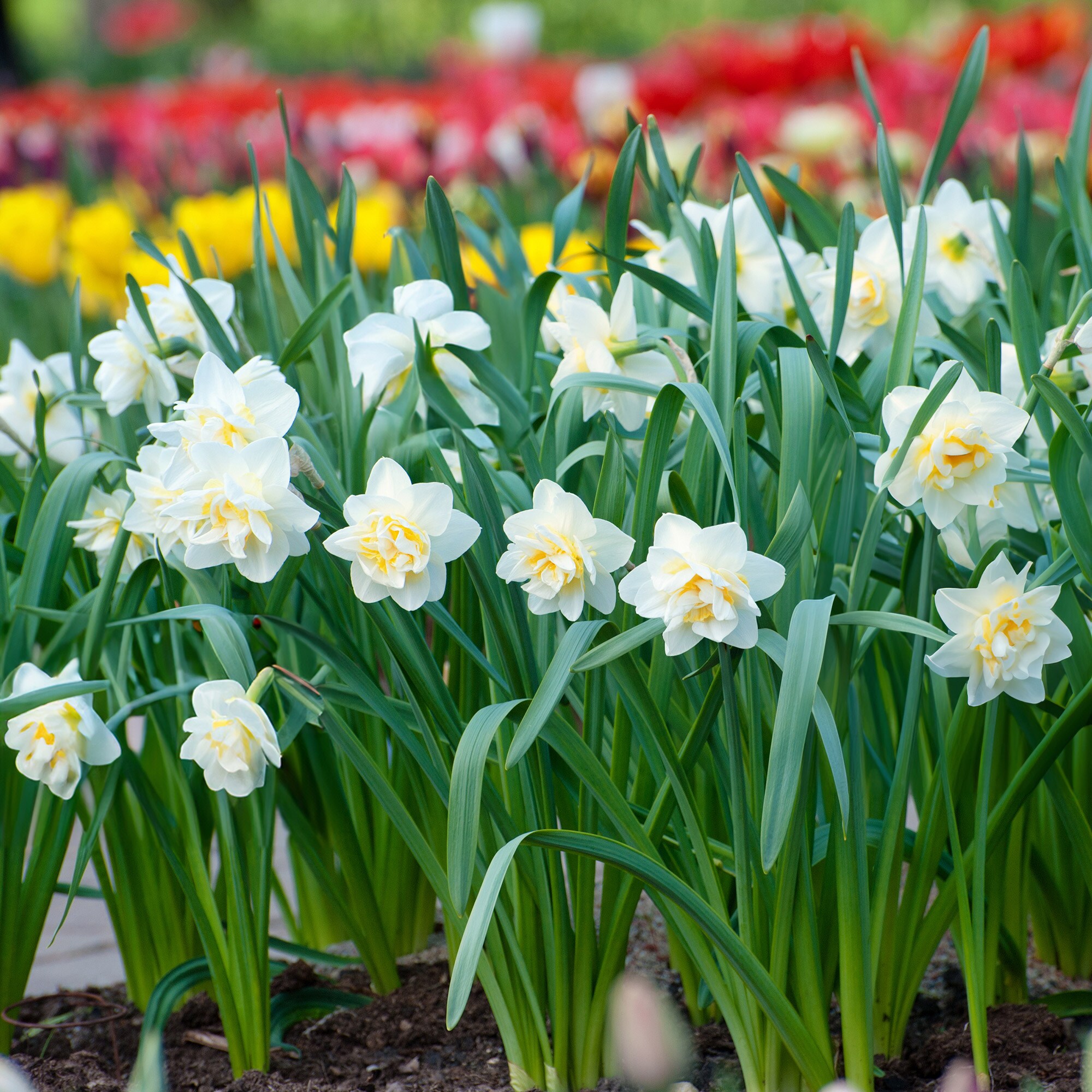 Garden State Bulb ECF-108-25-01 Plant-Bulbs - View #6