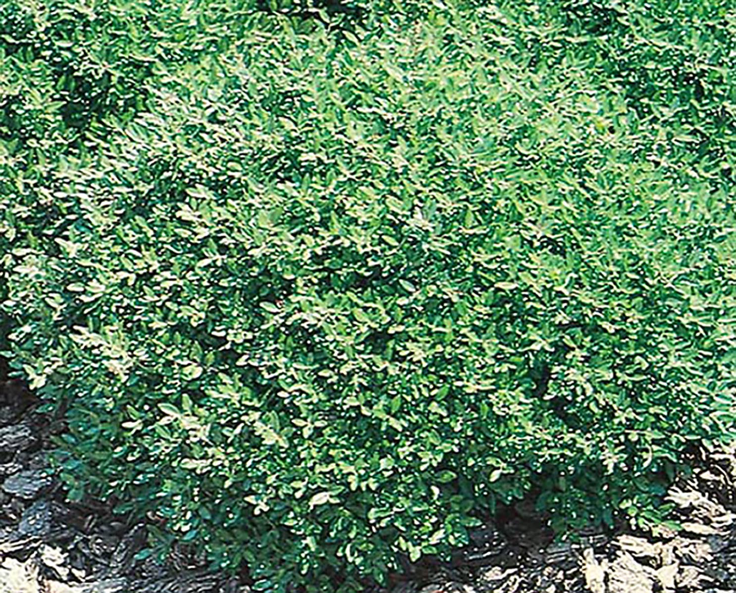 Lowe's NURSERY Dwarf Yaupon Holly Foundation/Hedge Shrub in 1 -Quart Pot 1 -Pack with White Blooms