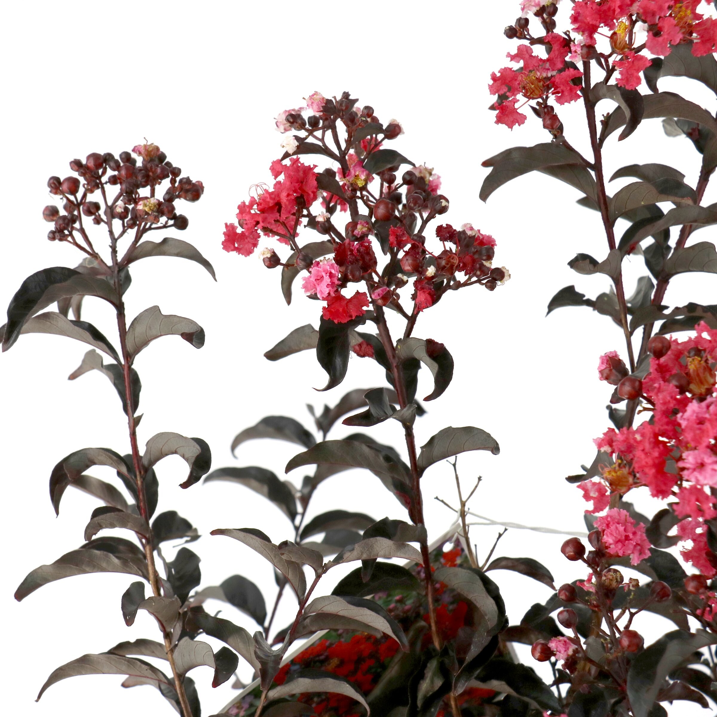 National Plant Network LW2729 trees - View #6