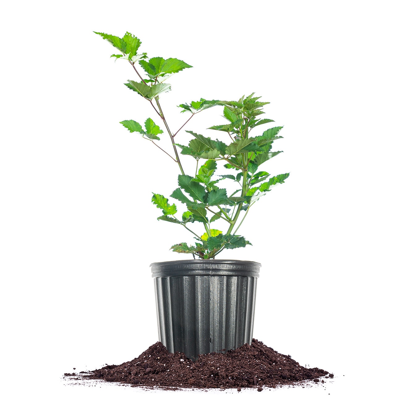 Perfect Plants LOTRPLECROWNBLKBRY1G Triple Crown Blackberry Feature Shrub in 1 -Gallon Pot with White Blooms