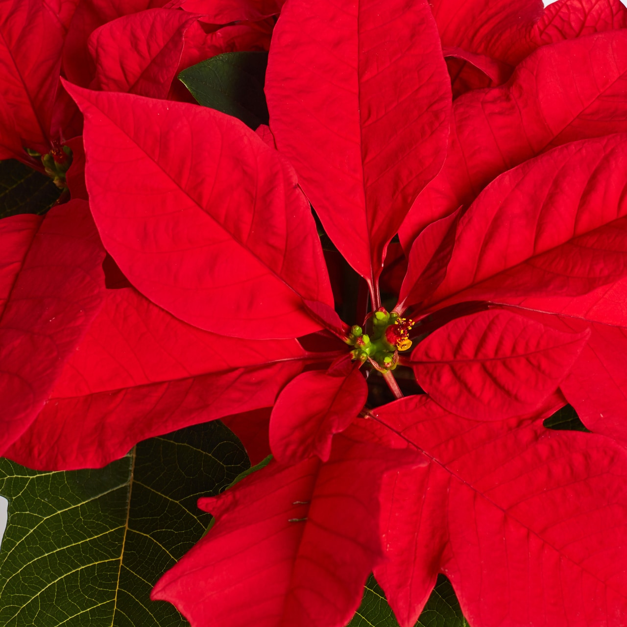 Lowe's 3.5-Quart Fresh Christmas Potted Poinsettia 5348984 at Lowes.com