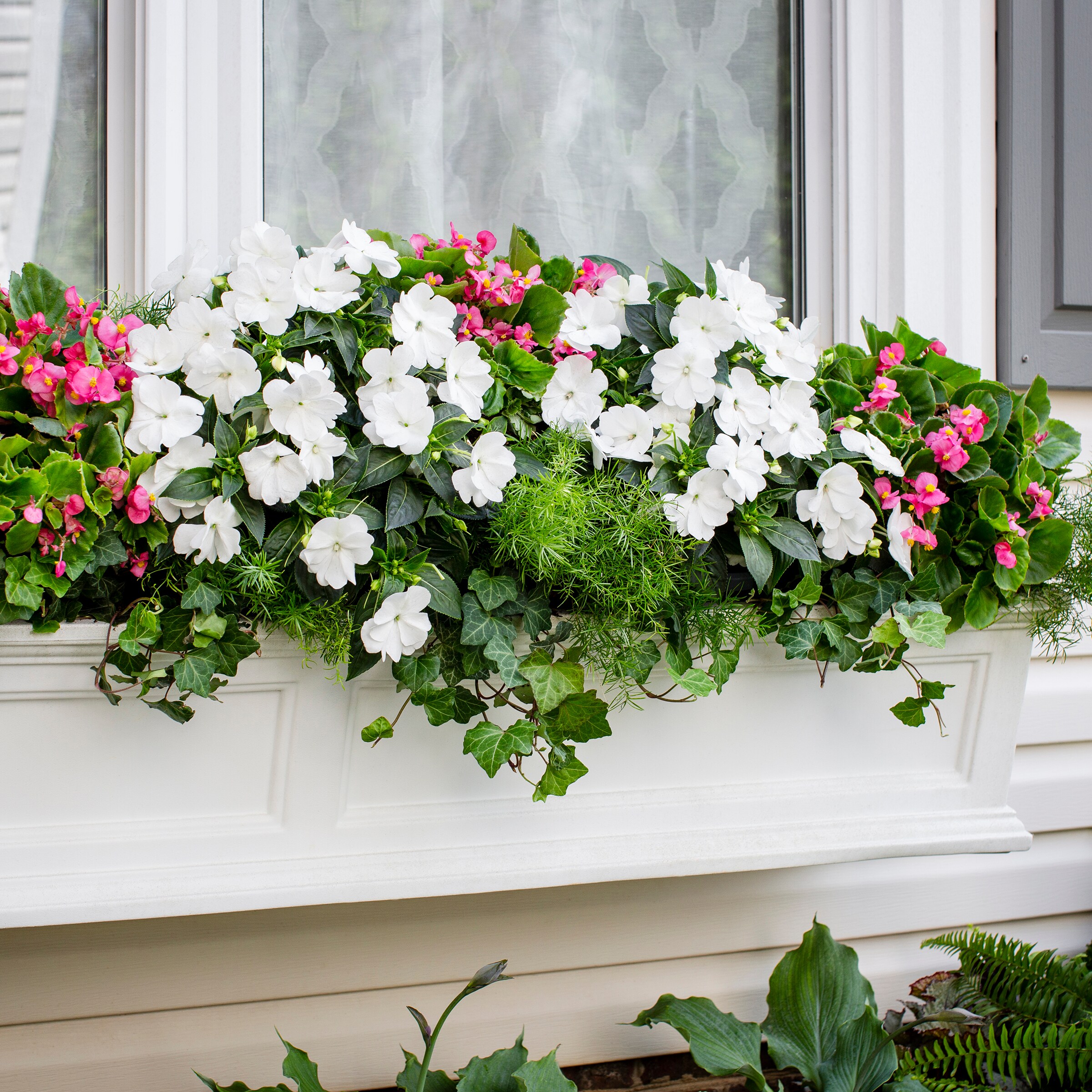 Metrolina Greenhouses 4967 annuals - View #3