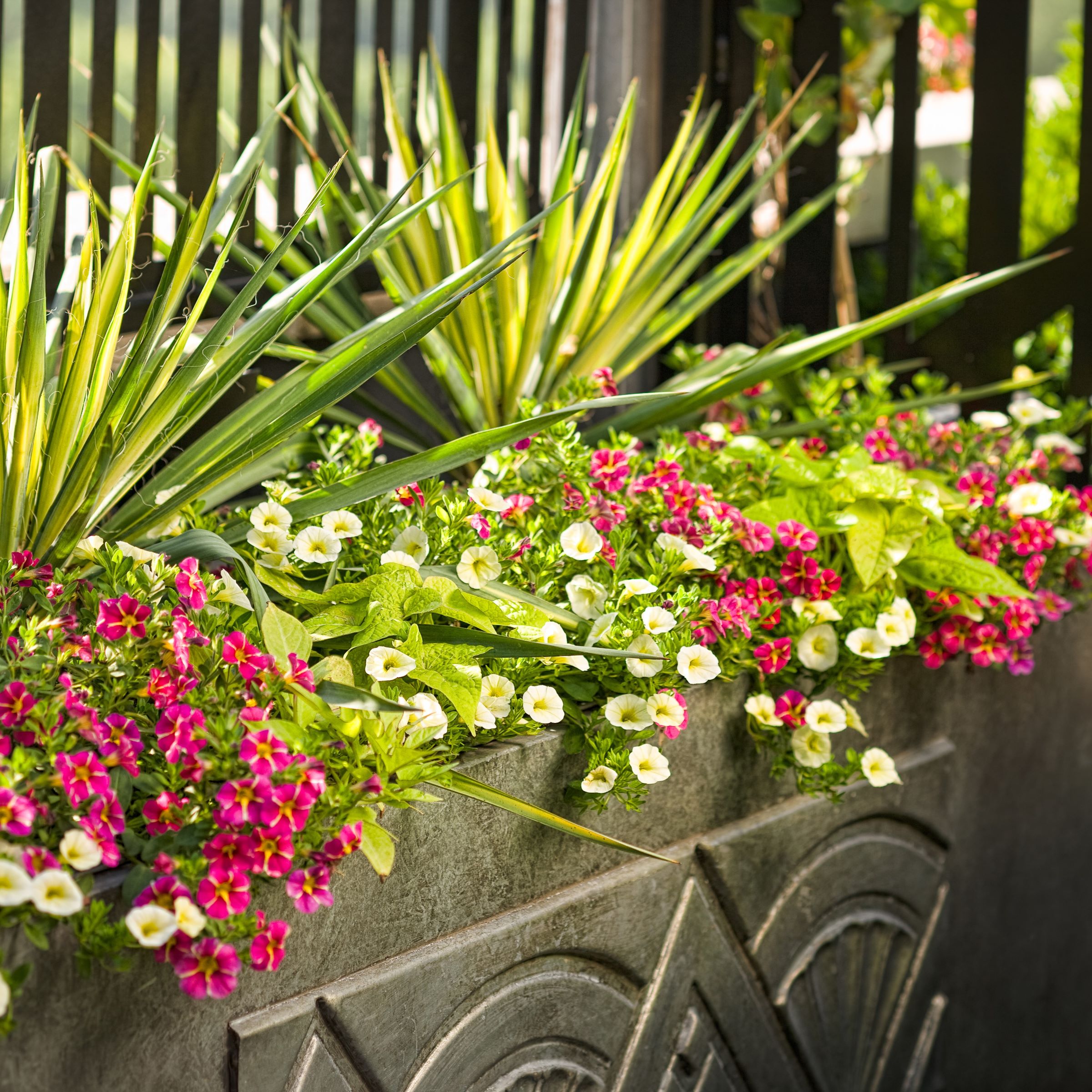 Lowe's NURSERY annuals - View #3