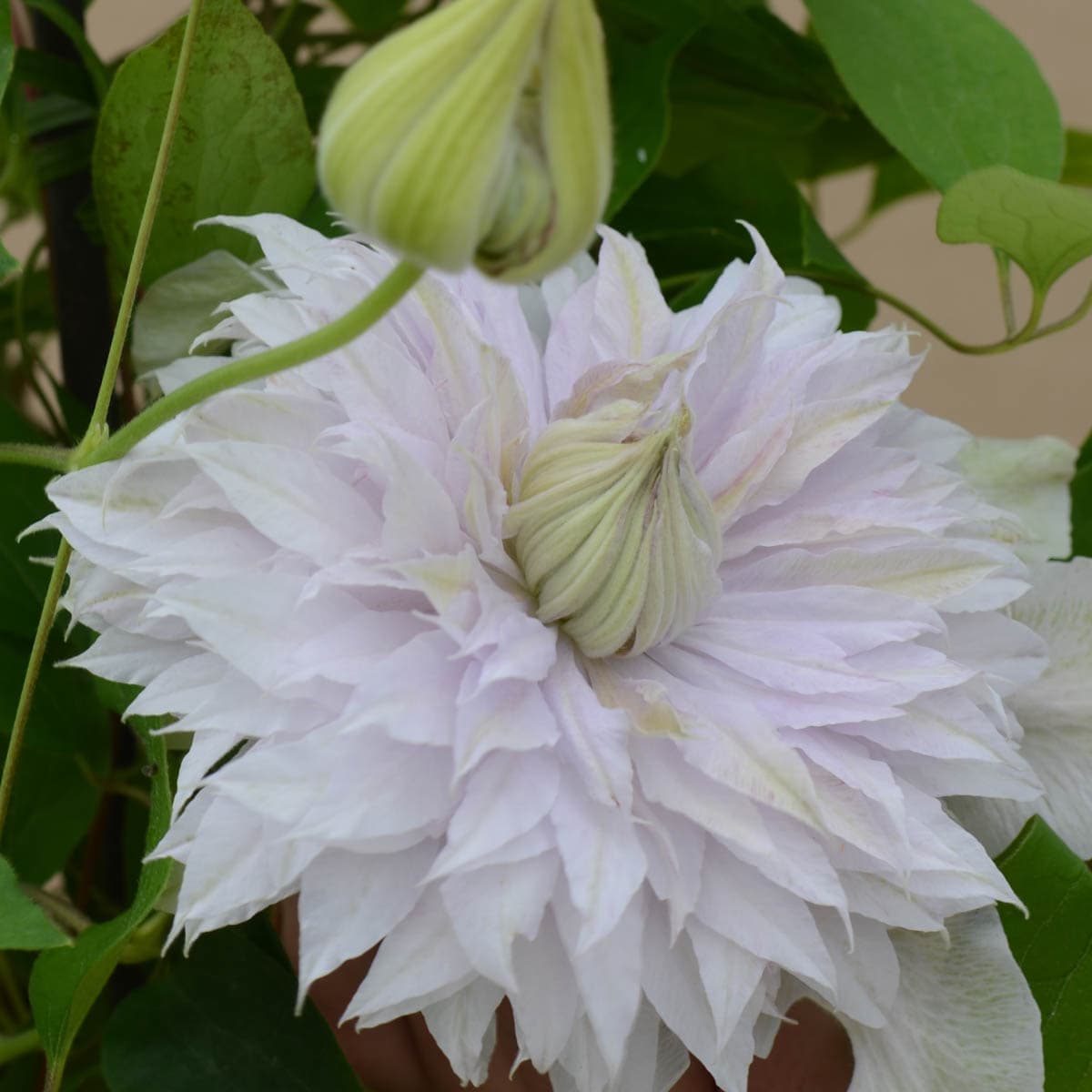 Spring Hill Nurseries 77208 White Moonglow Clematis Vining Perennial Plant in 1-Pack Bareroot