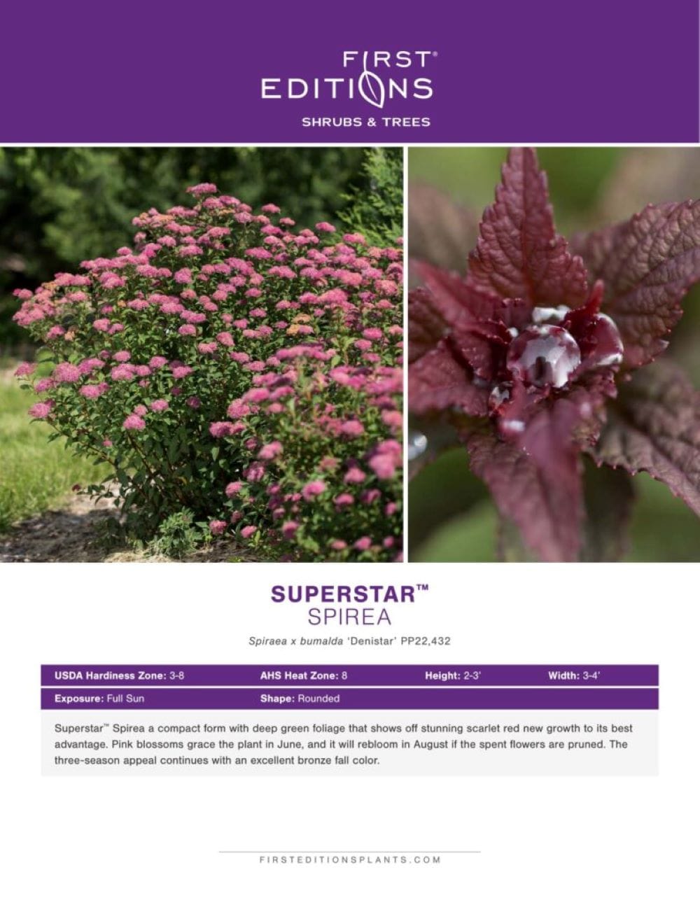 First Editions O85252F shrubs - View #2