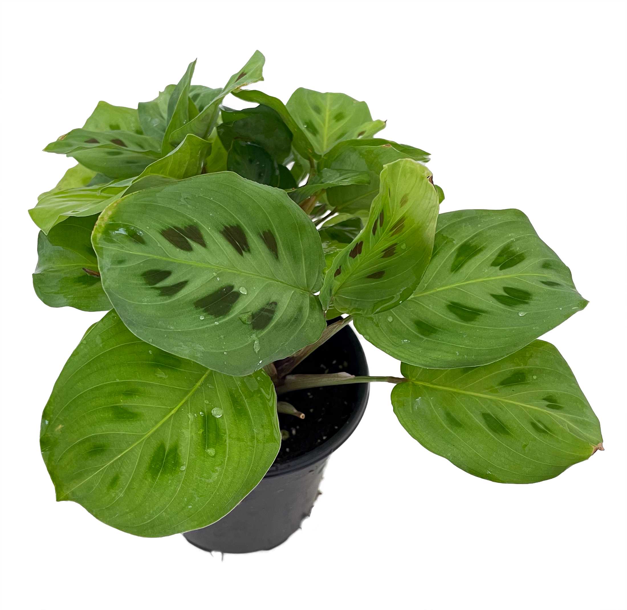 Hirt's Green Prayer Plant - 4" Pot - Maranta