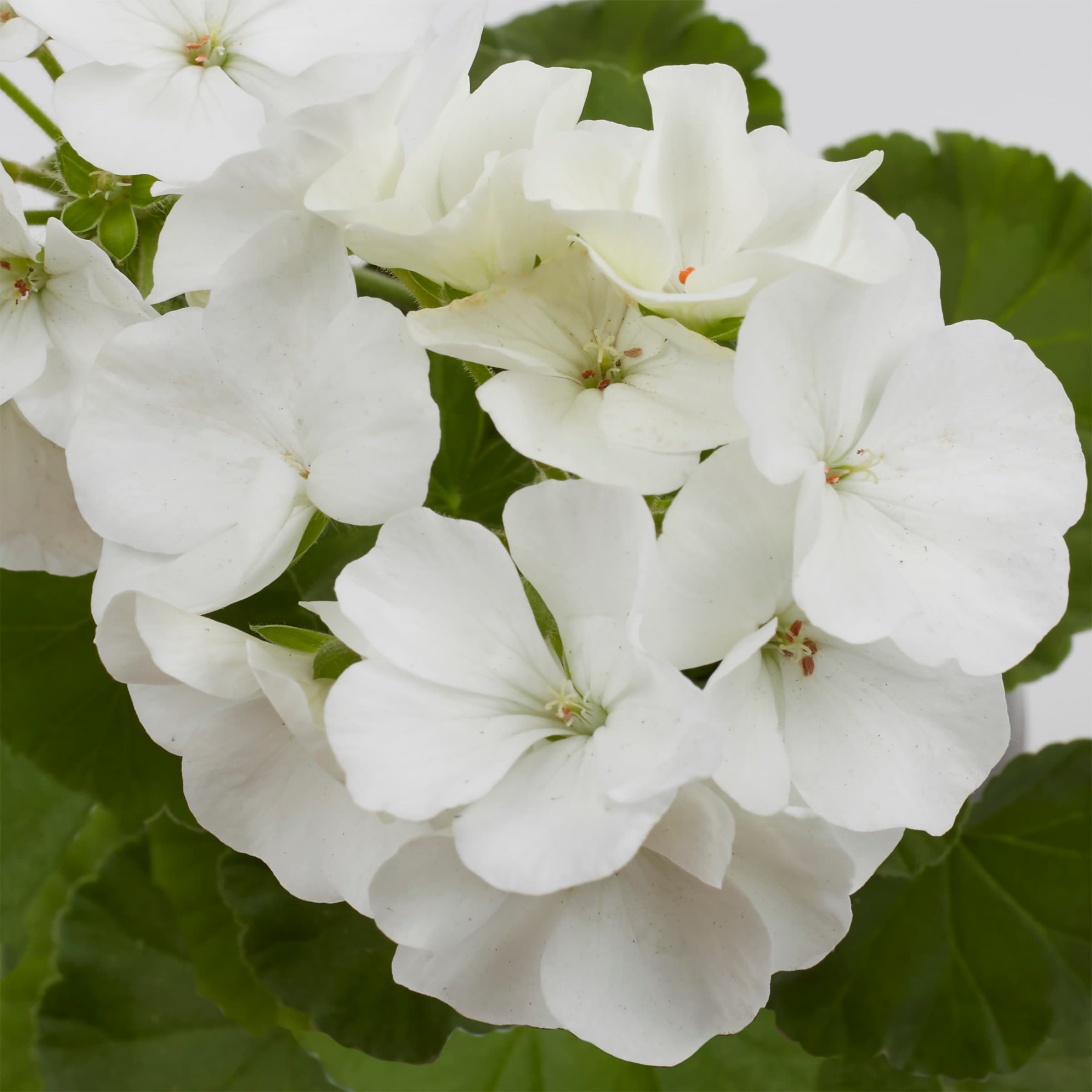 Lowe's NURSERY annuals - View #7