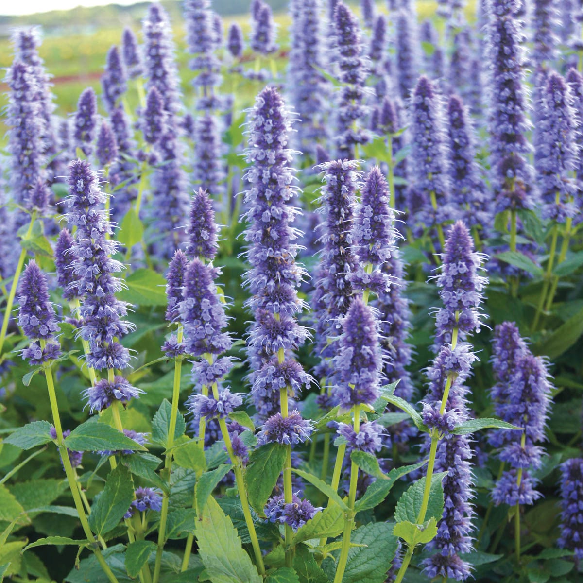 Direct Gardening 98202 Blue Fortune Hummingbird Mint Dormant Starter Plant in 1 -Pack Bareroot 1 -Pack