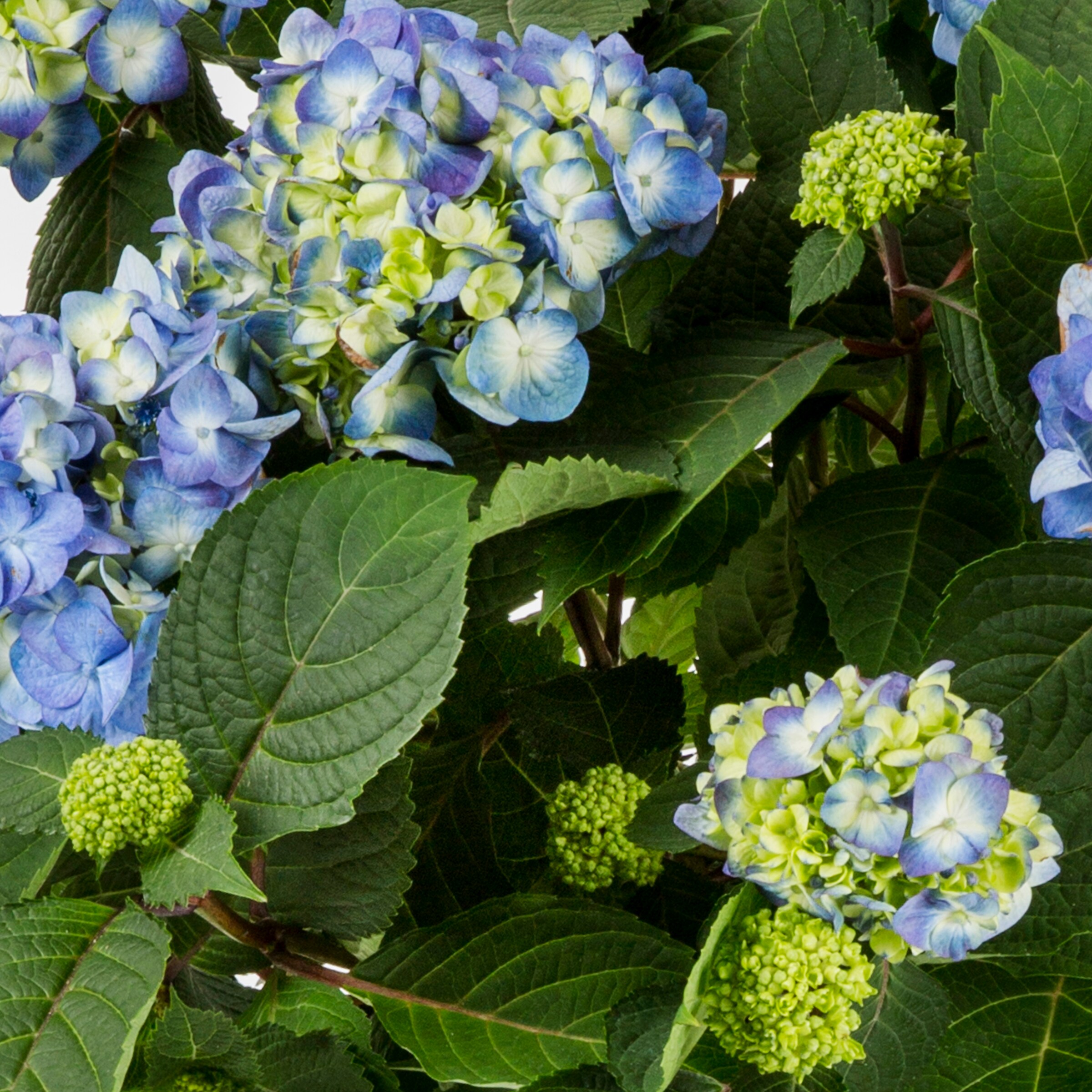 Endless Summer Multicolor Bloom Struck Hydrangea Flowering Shrub