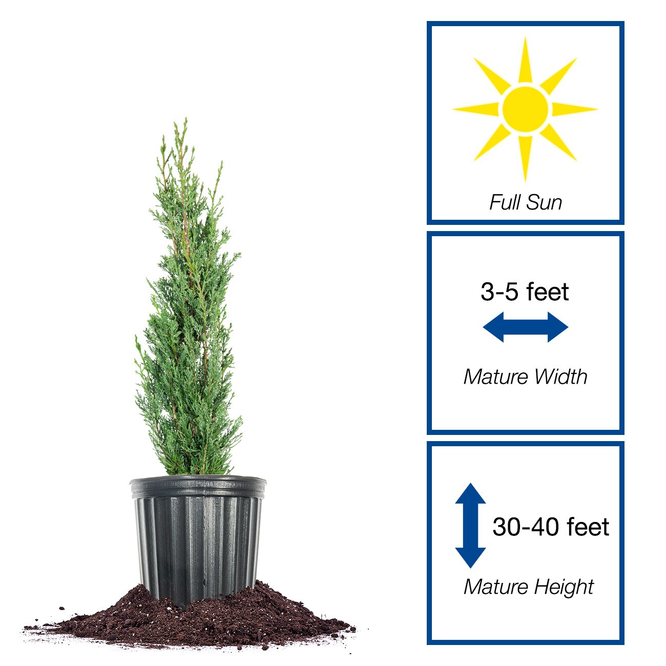 Perfect Plants LOITALIANCYPRES1-2FT trees - View #2