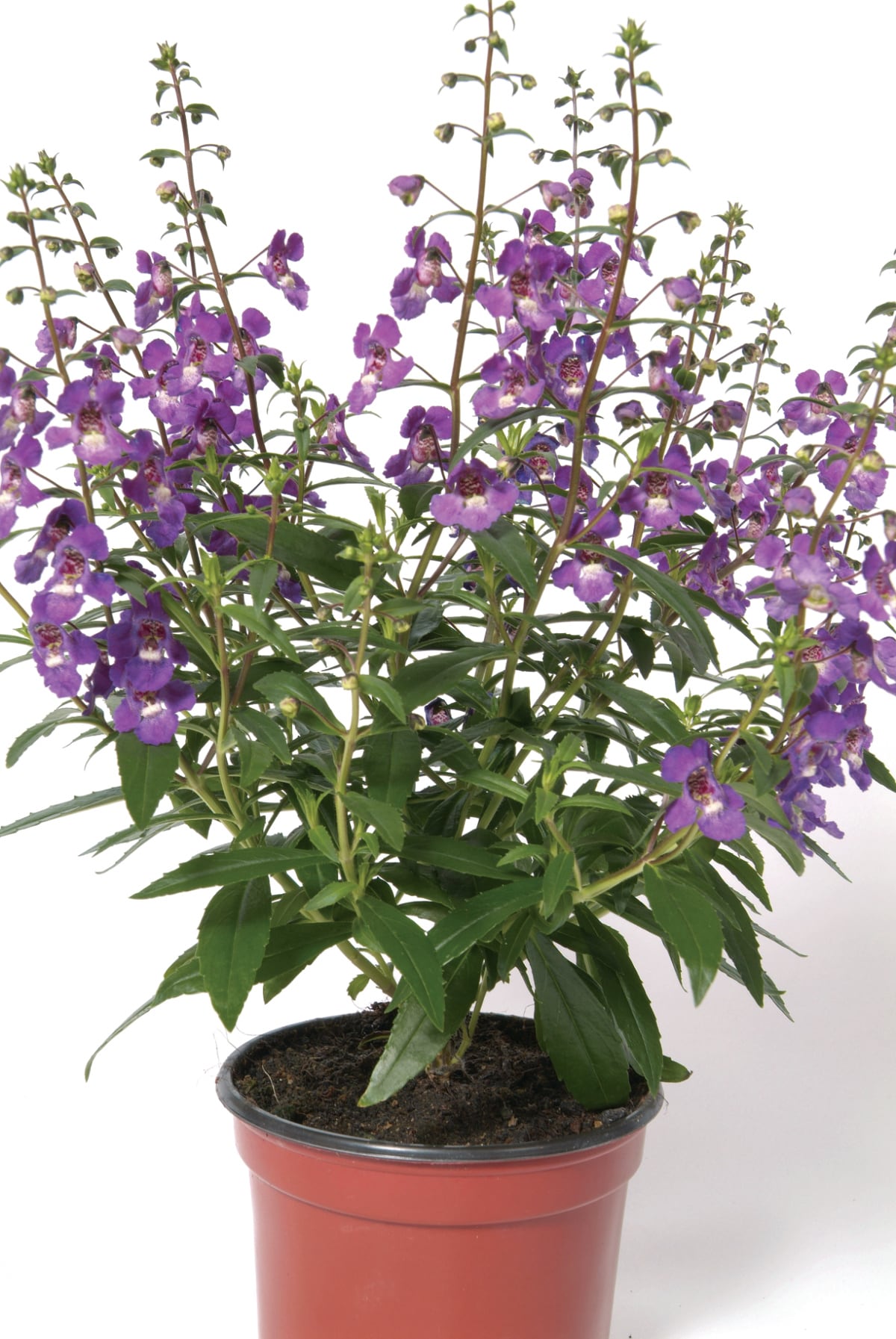 Costa Farms CO.1QTANGE.1.PR.PK4 annuals - View #2