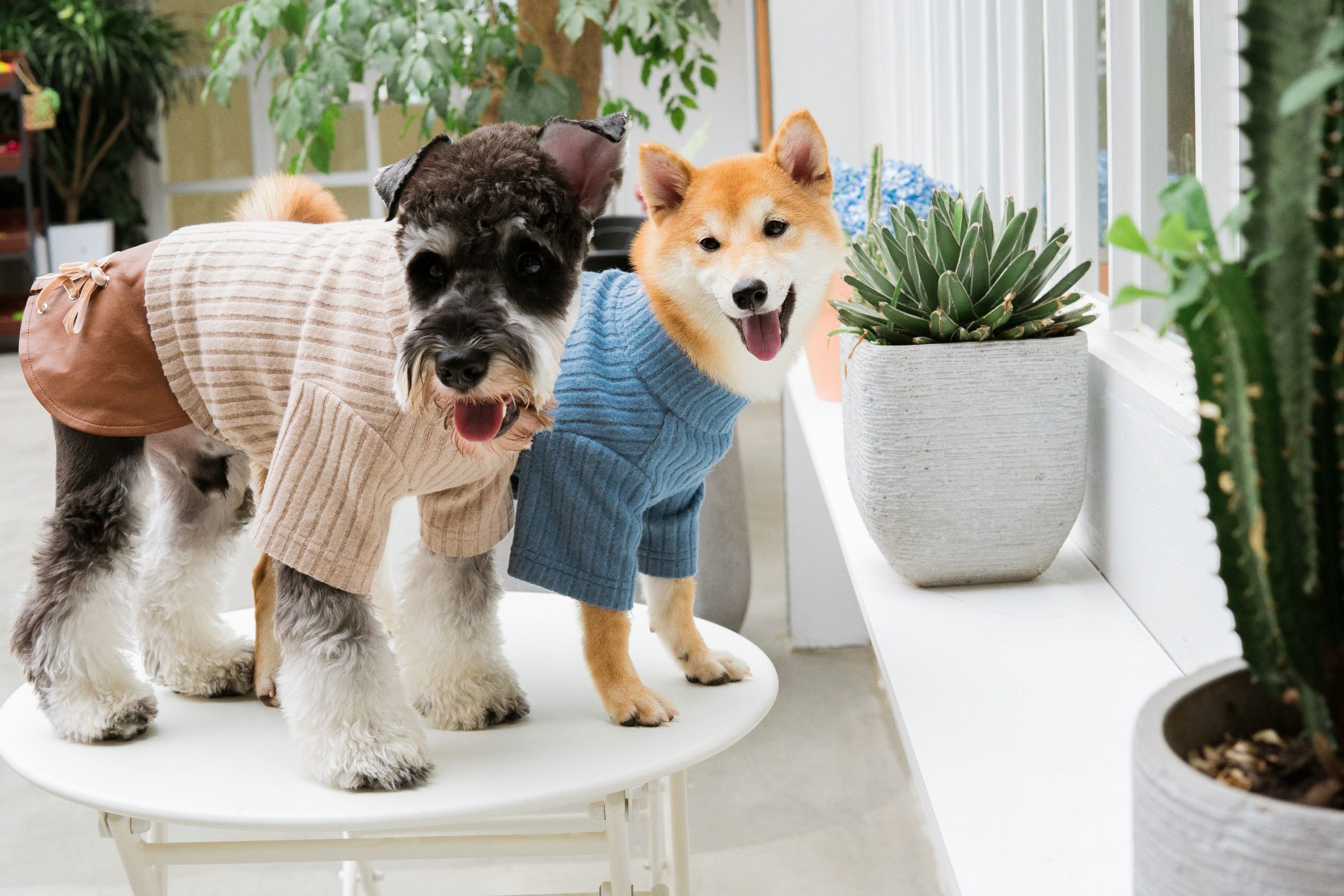 Touchdog SW23BLLG Dog-Apparel - View #3