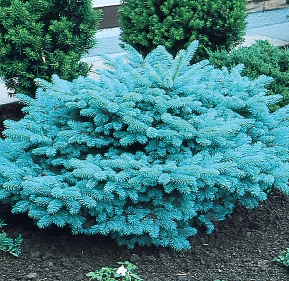  NURSERY 9.64 -Gallon Feature Blue Globosa Spruce In pot (with soil)