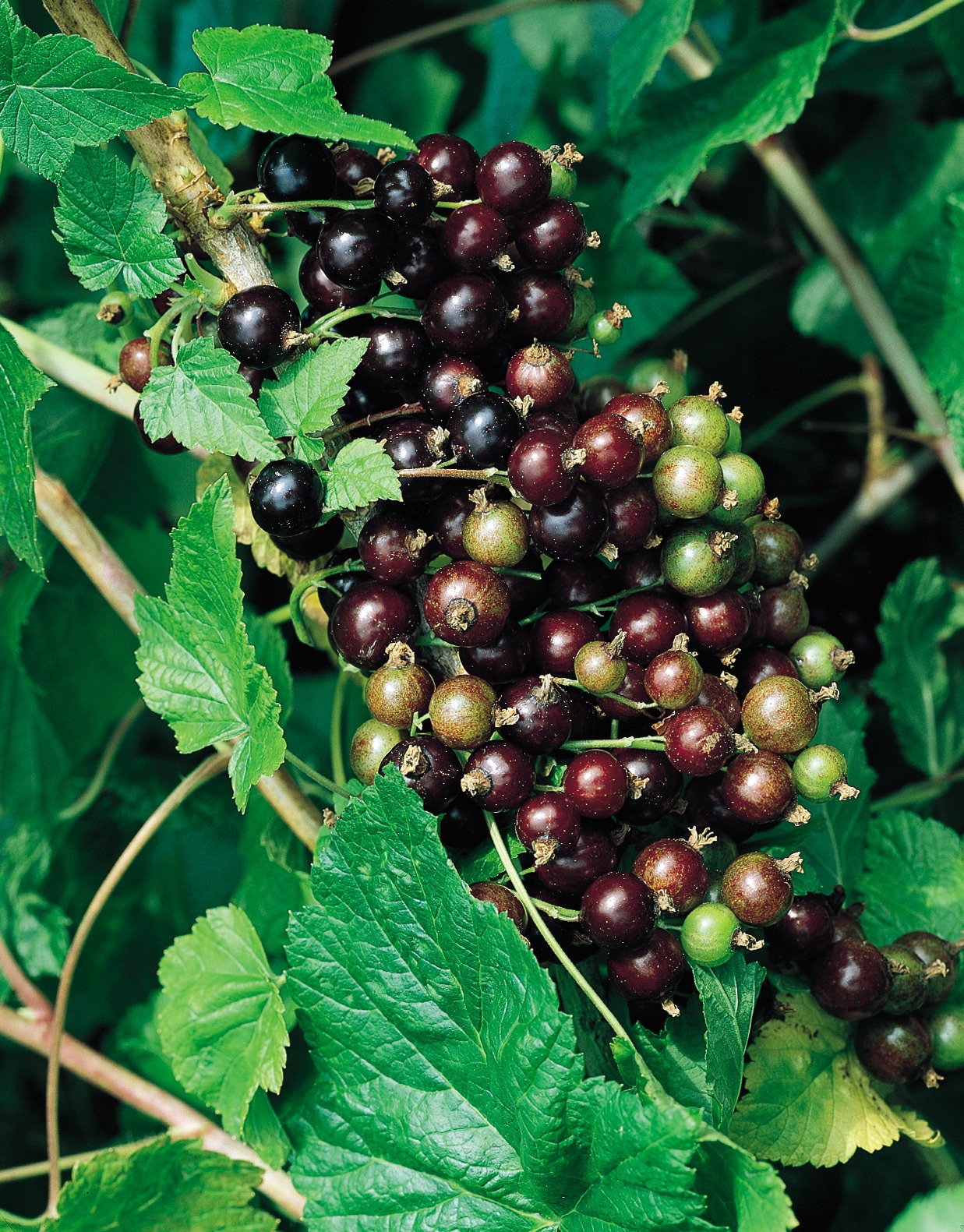 Windmill CF-1300-SPL Fruit-Plants - View #2