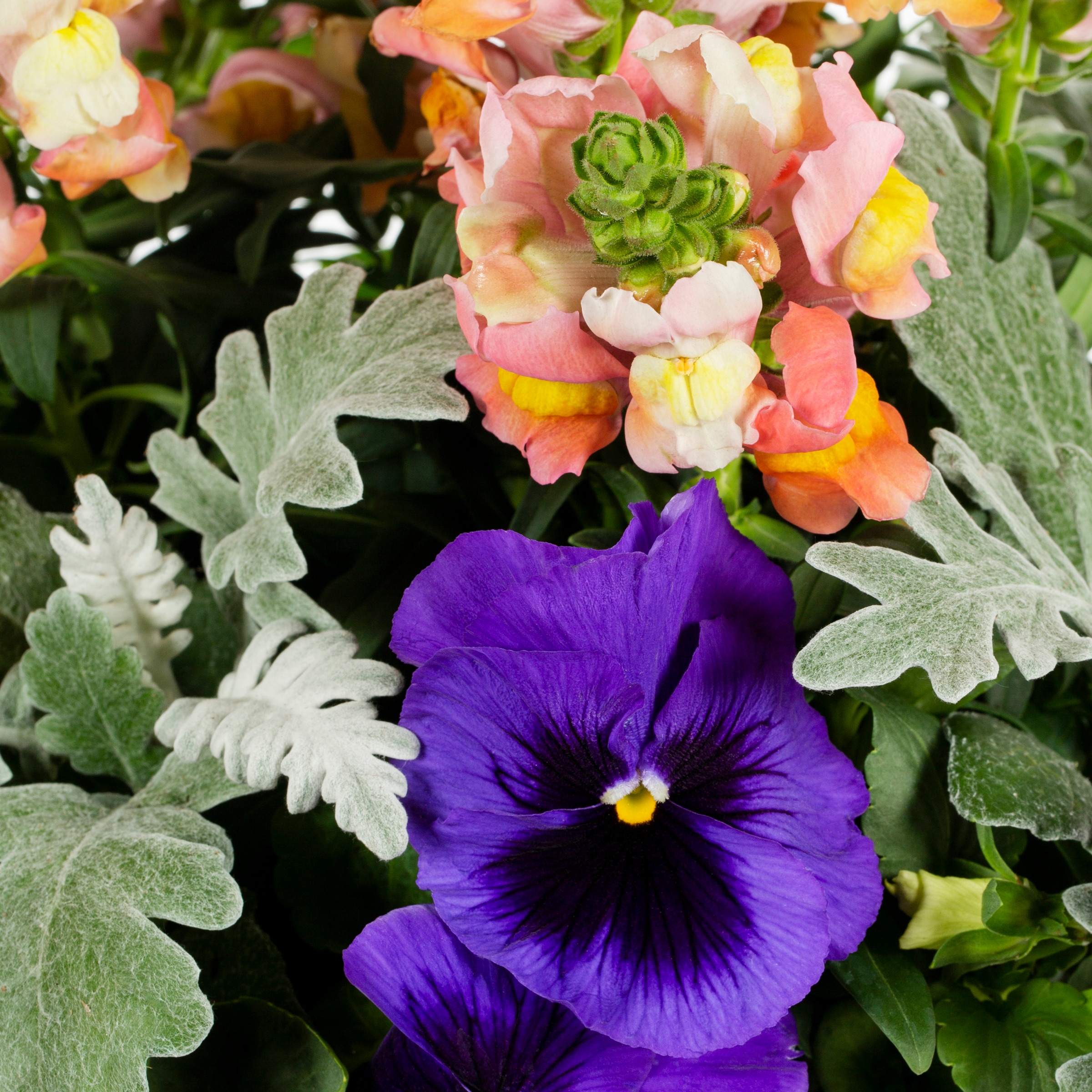 Ready Refill NURSERY annuals - View #2